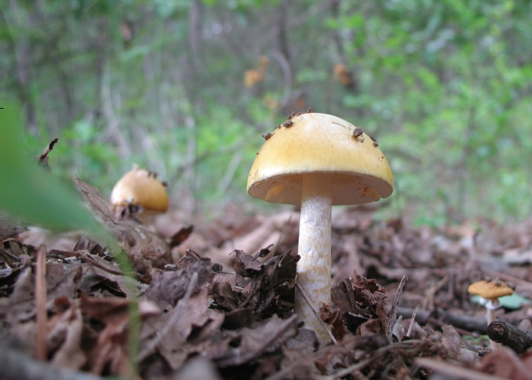 Amanita subjunquillea S. Imai 대표 이미지