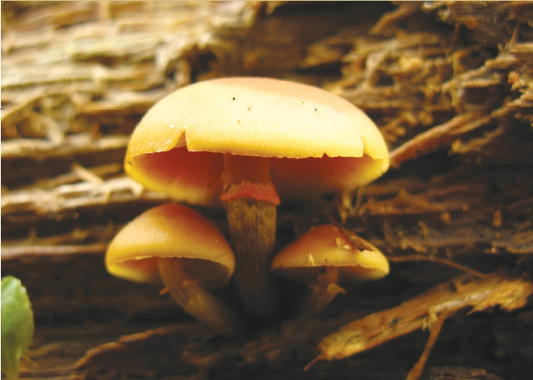 Galerina helvoliceps (Berk. & M.A. Curtis) Singer 대표 이미지