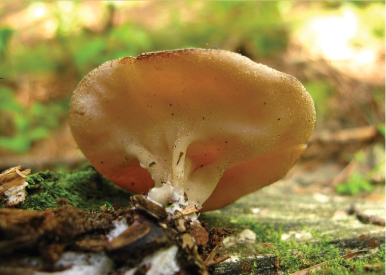 Discina perlata (Fr.) Fr. 대표 이미지