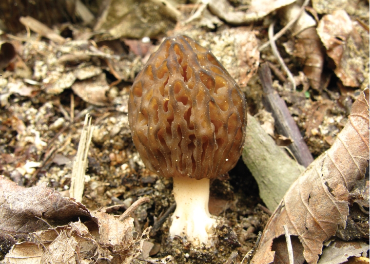 Morchella esculenta (L.) Pers. 대표 이미지