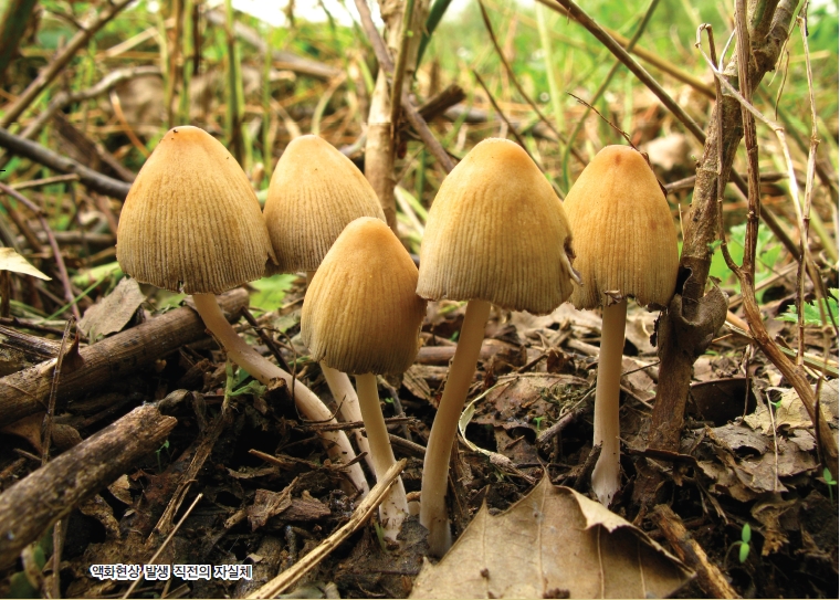 Coprinus micaceus (Bull.) Fr. 대표 이미지