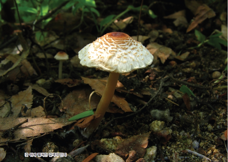 Lepiota cristata (Bolton) P. Kumm. 대표 이미지