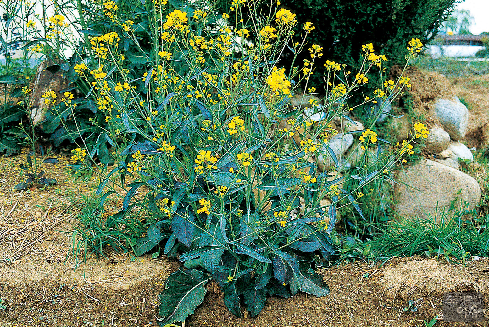Brassica juncea CZERNIAK et COSS. 대표 이미지