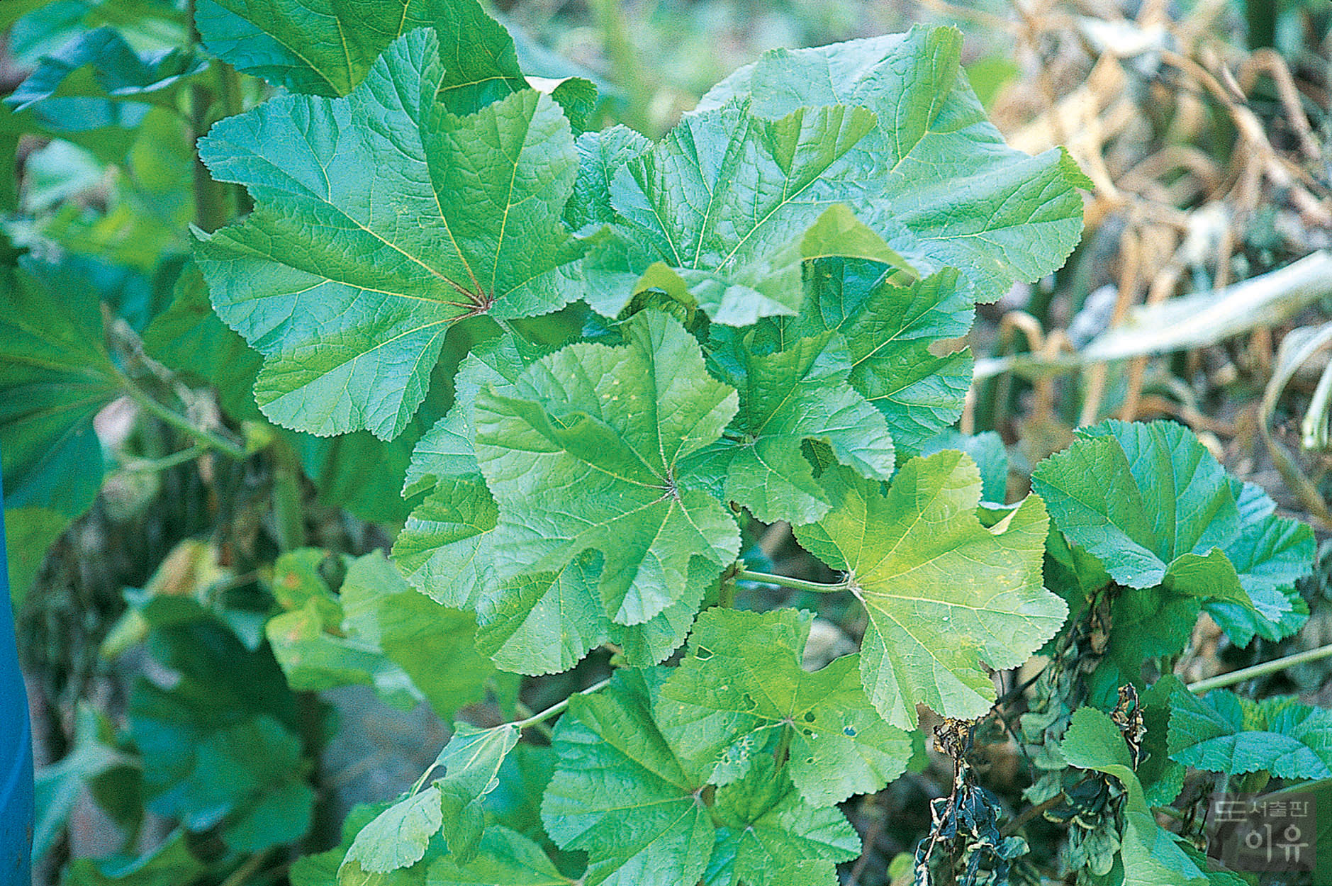 Malva verticillata L. 3 큰이미지
