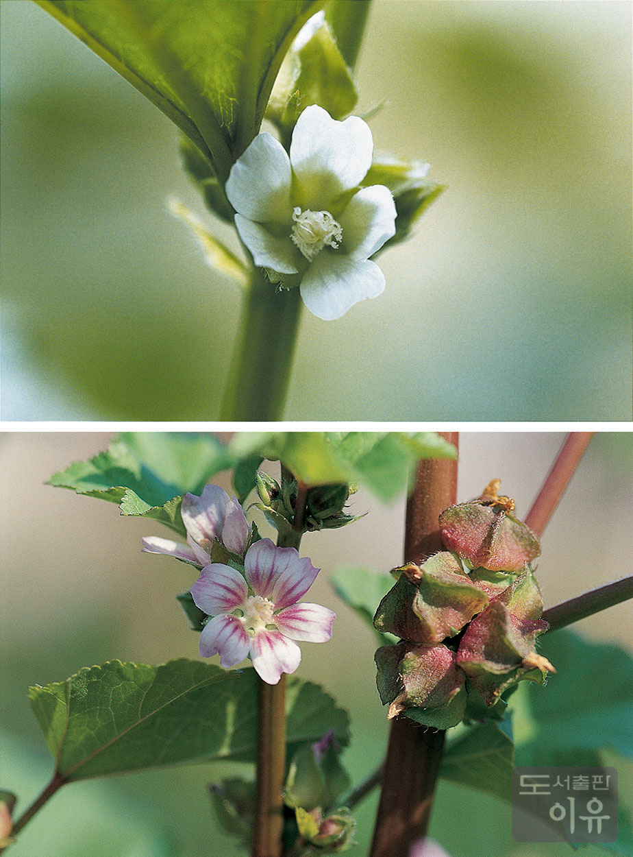 Malva verticillata L. 4 큰이미지
