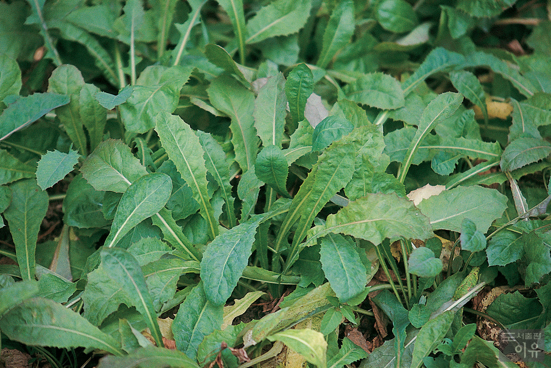 Youngia sonchifolia MAXIM. 대표 이미지
