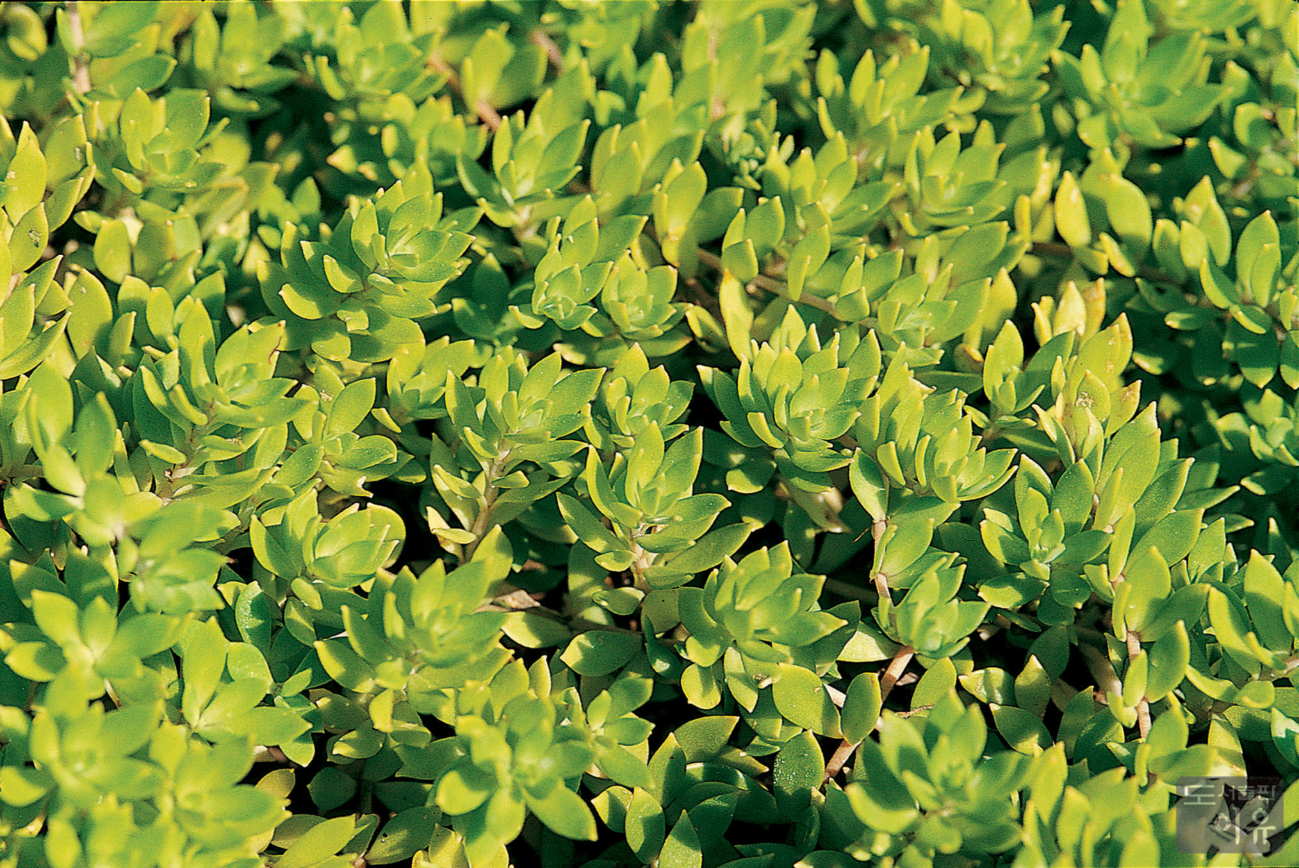 Sedum sarmentosum BUNGE 1 큰이미지