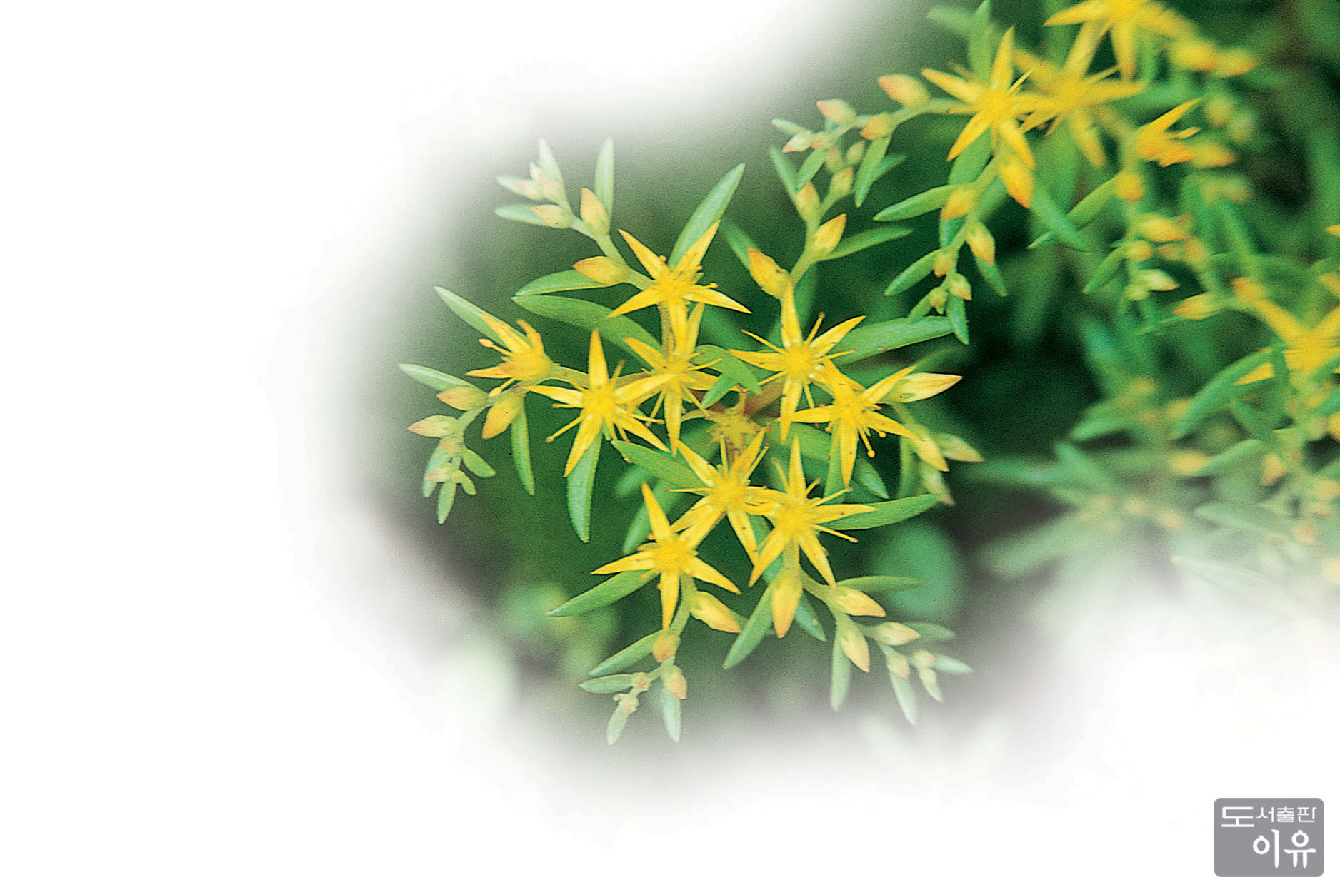 Sedum sarmentosum BUNGE 2 큰이미지