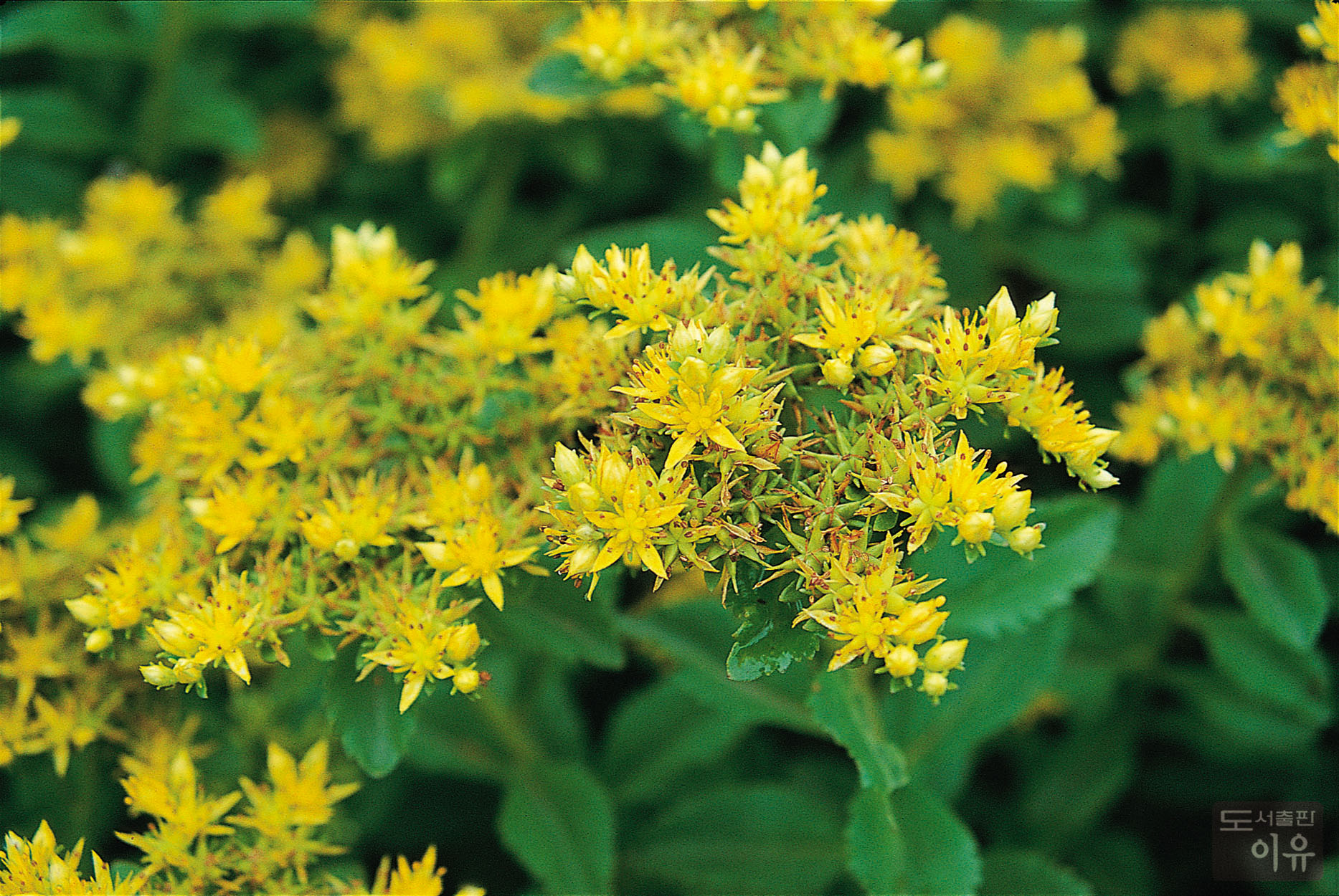 Sedum sarmentosum BUNGE 3 큰이미지