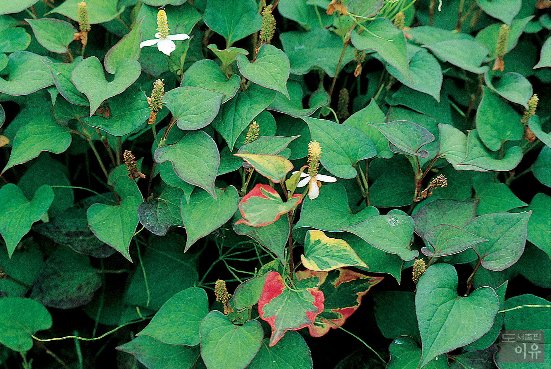 Houttuynia cordata THUNB. 1 큰이미지