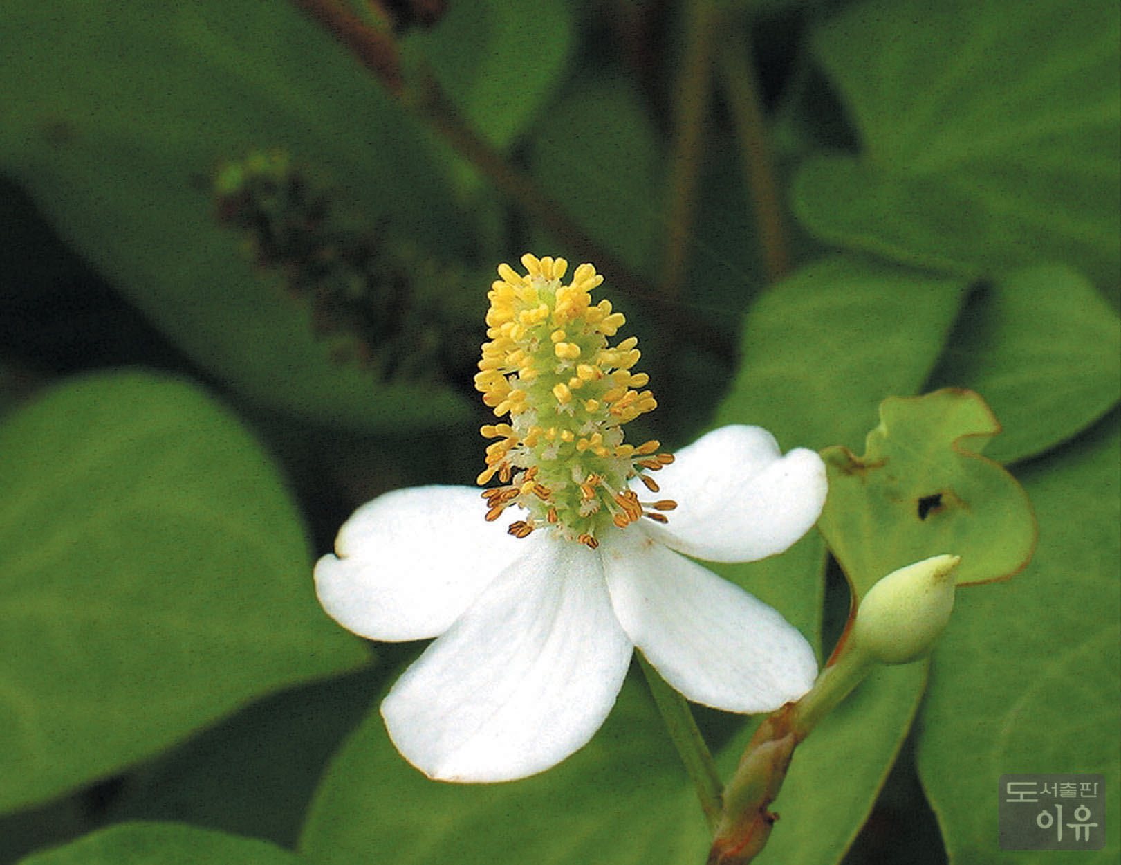 Houttuynia cordata THUNB. 2 큰이미지
