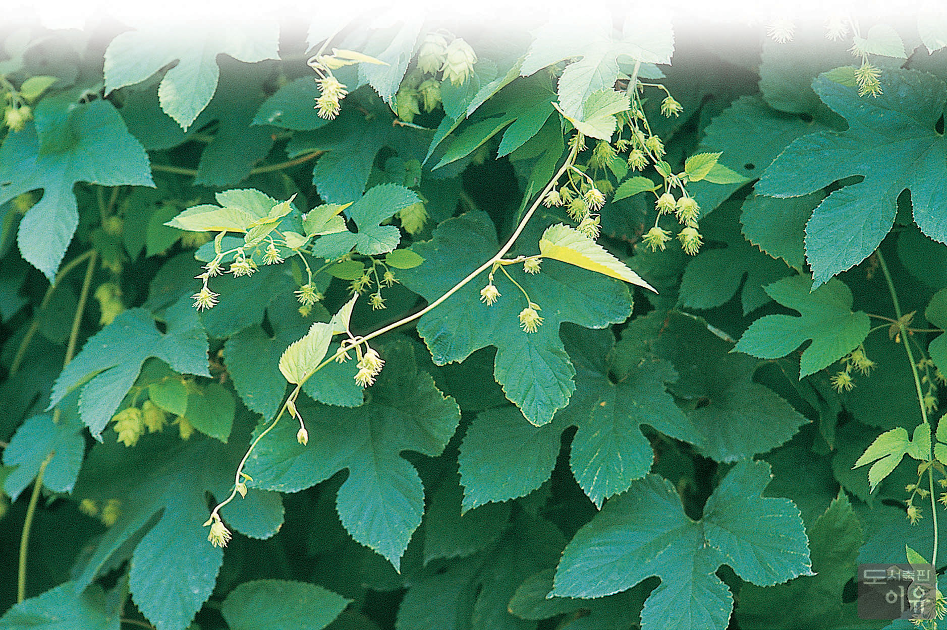 Humulus lupulus L. 1 큰이미지