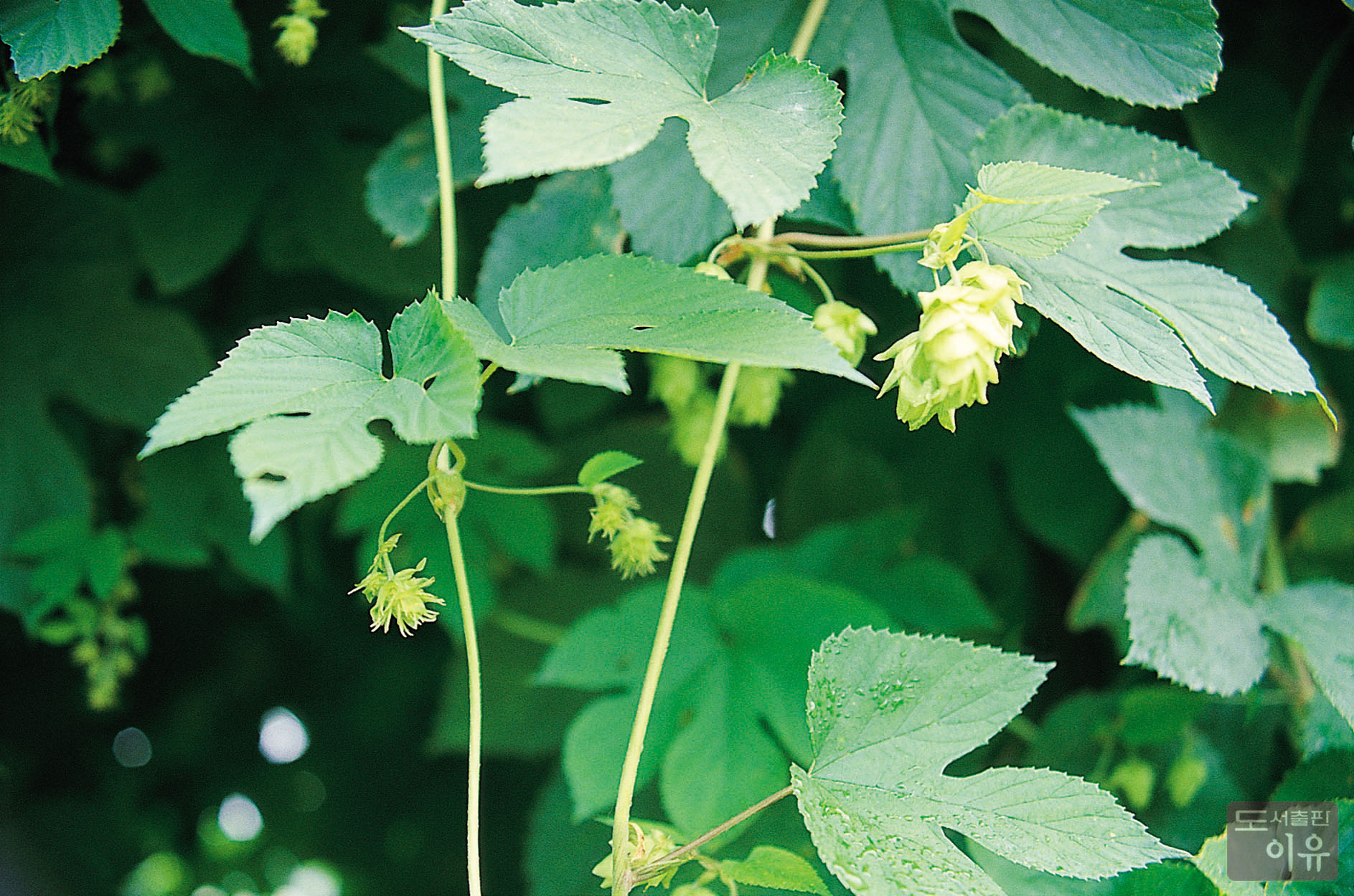 Humulus lupulus L. 2 큰이미지