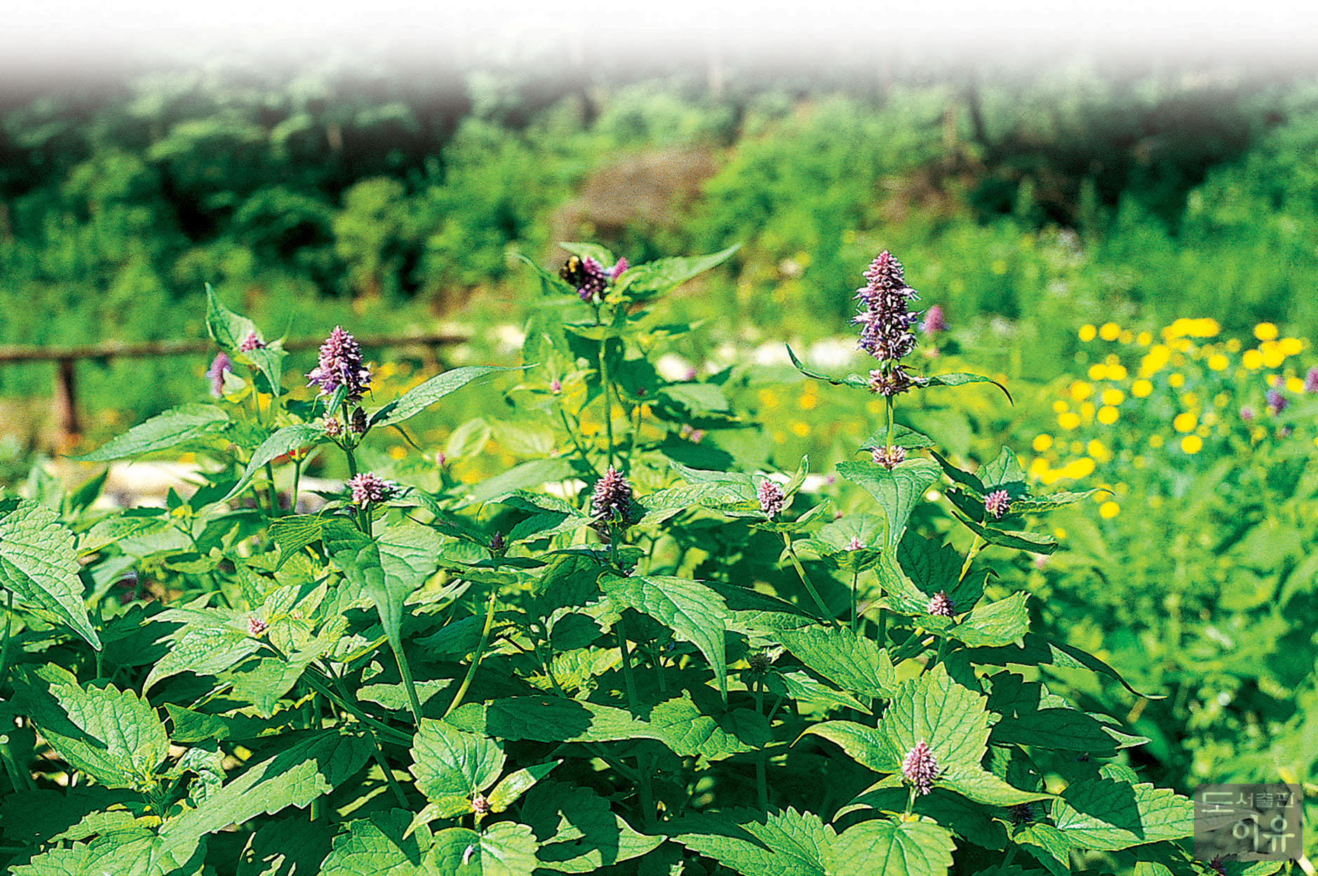 Agastache rugosa (FISCH. et MEYER) O. KUNTZE 1 큰이미지