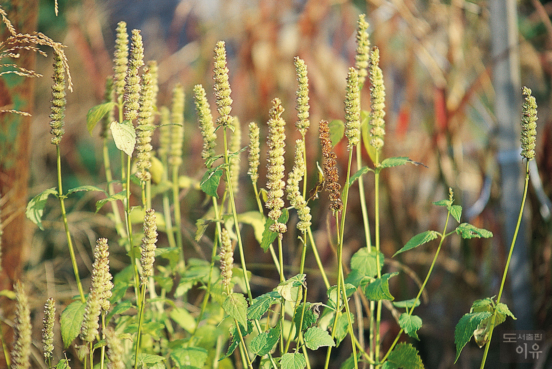 Agastache rugosa (FISCH. et MEYER) O. KUNTZE 2 큰이미지