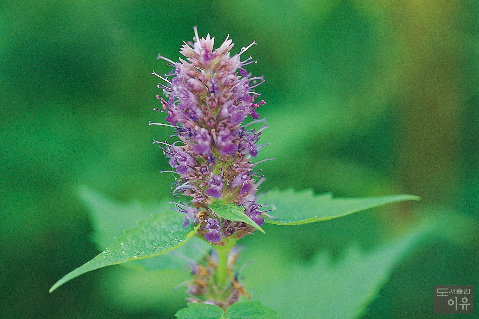 Agastache rugosa (FISCH. et MEYER) O. KUNTZE 3 큰이미지