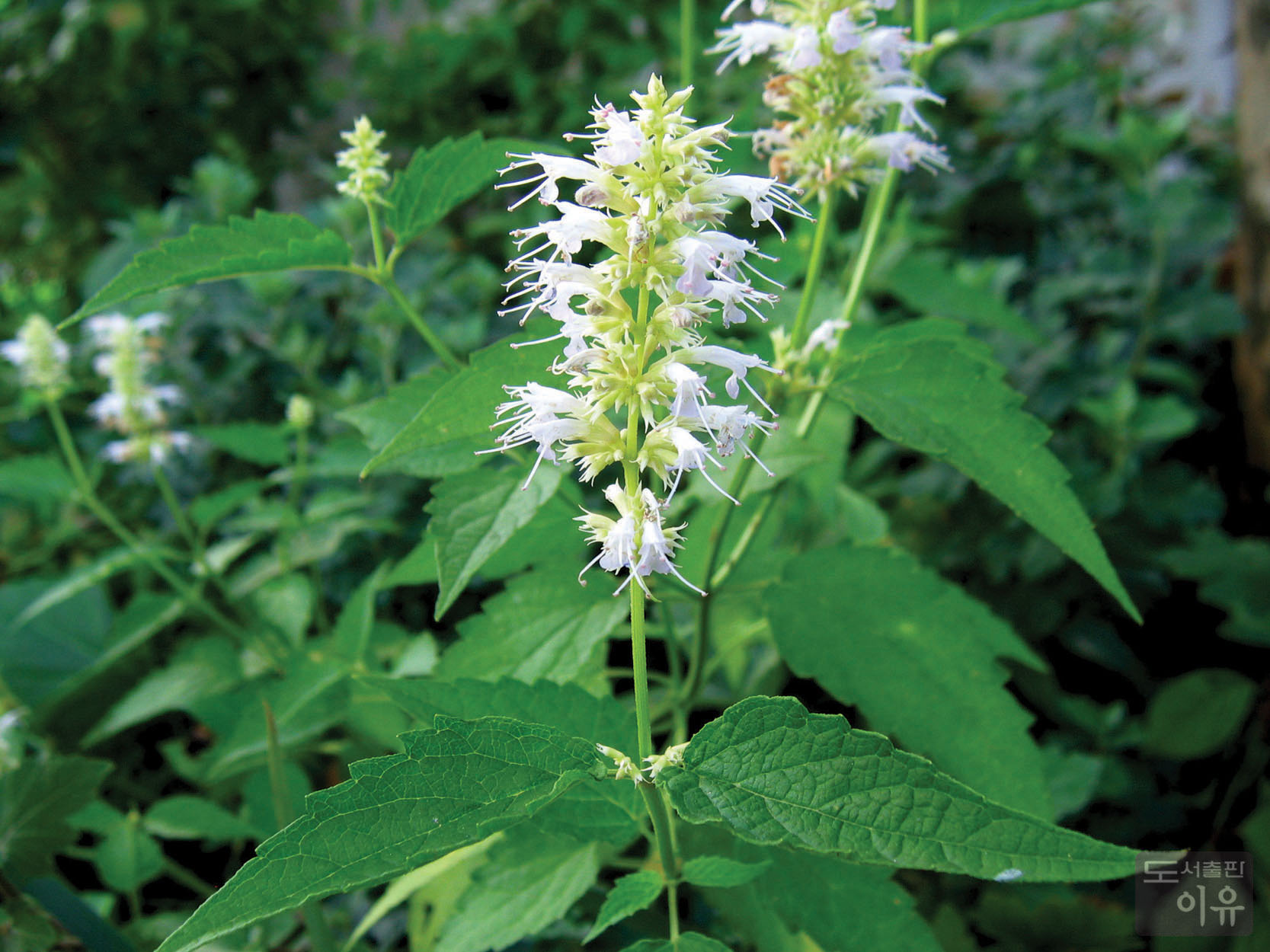 Agastache rugosa (FISCH. et MEYER) O. KUNTZE 4 큰이미지