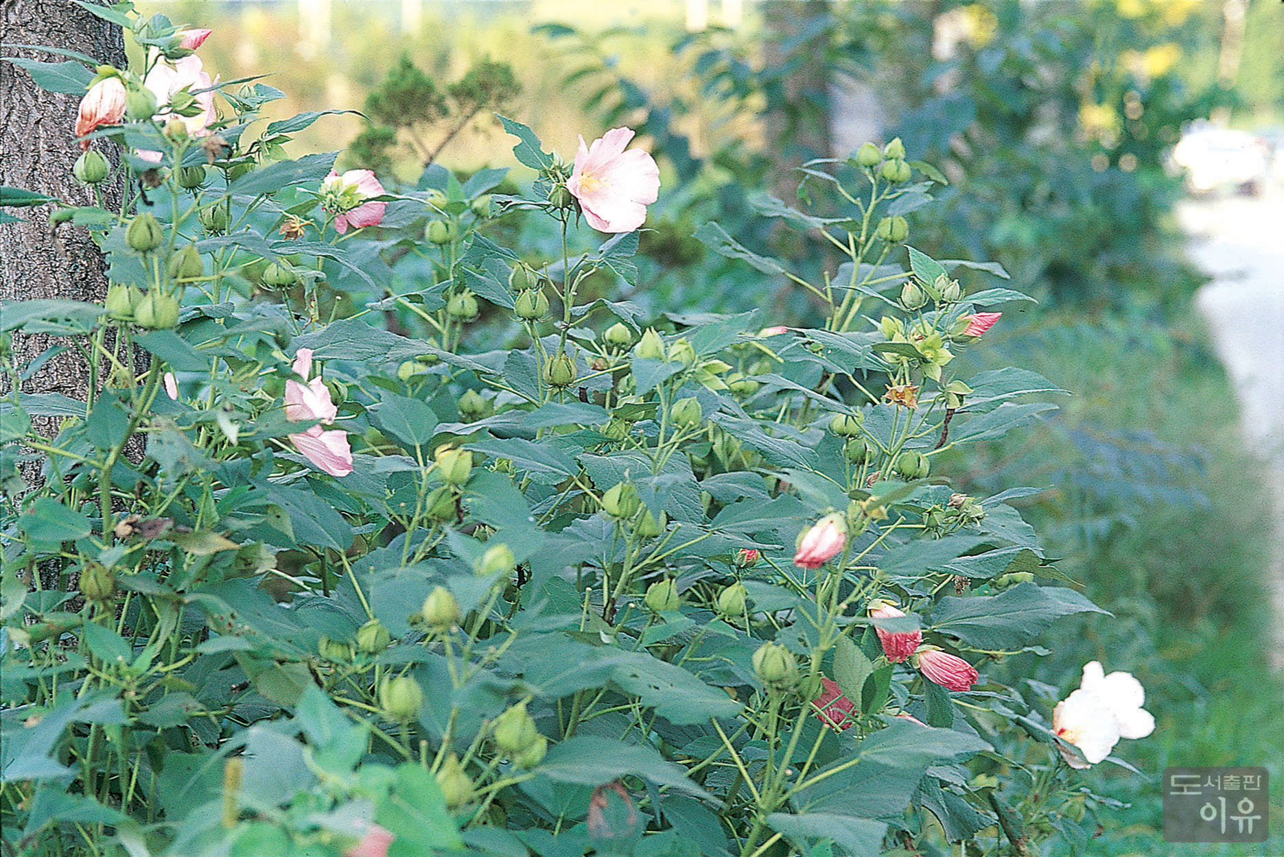 Hibiscus mutabilis L. 1 큰이미지