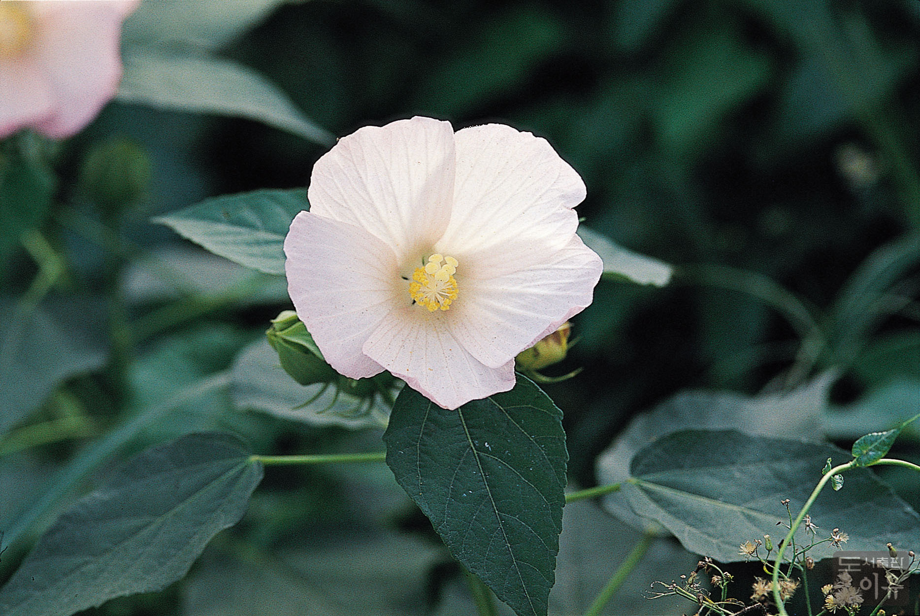 Hibiscus mutabilis L. 10 큰이미지