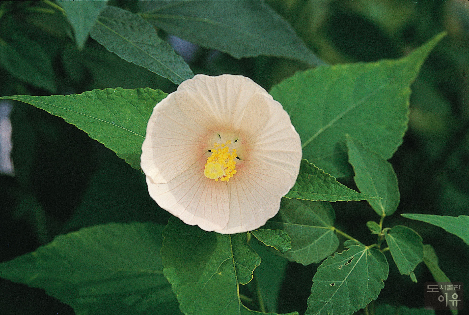 Hibiscus mutabilis L. 11 큰이미지