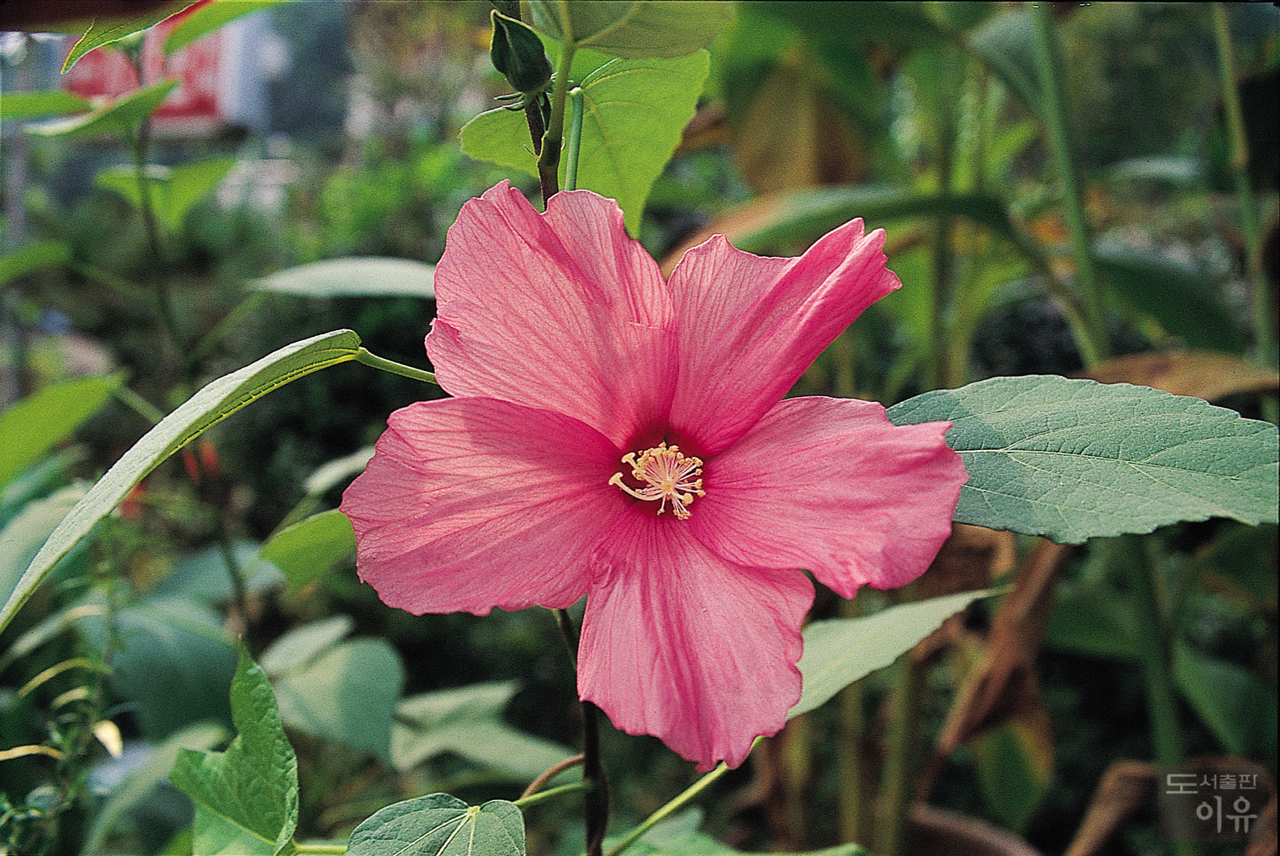 Hibiscus mutabilis L. 12 큰이미지