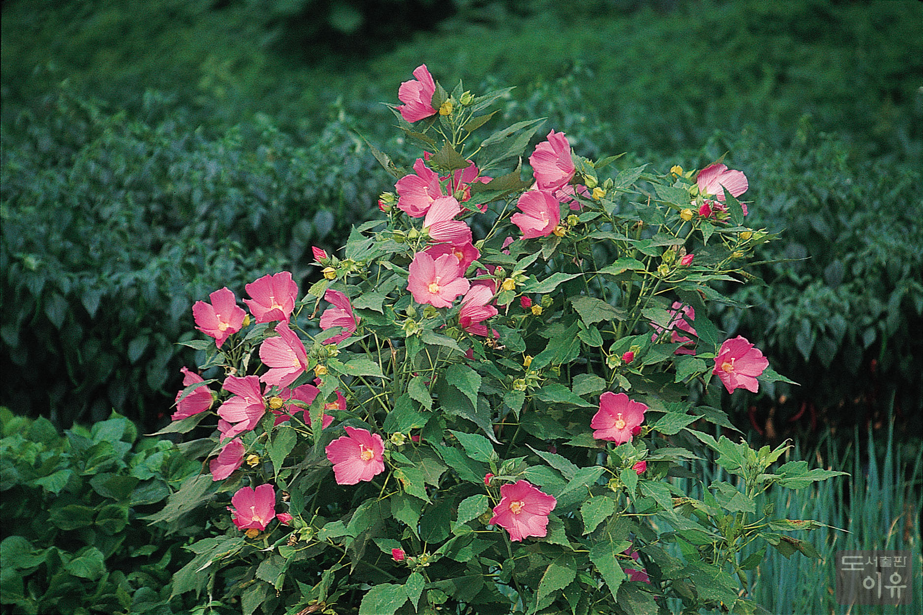Hibiscus mutabilis L. 2 큰이미지
