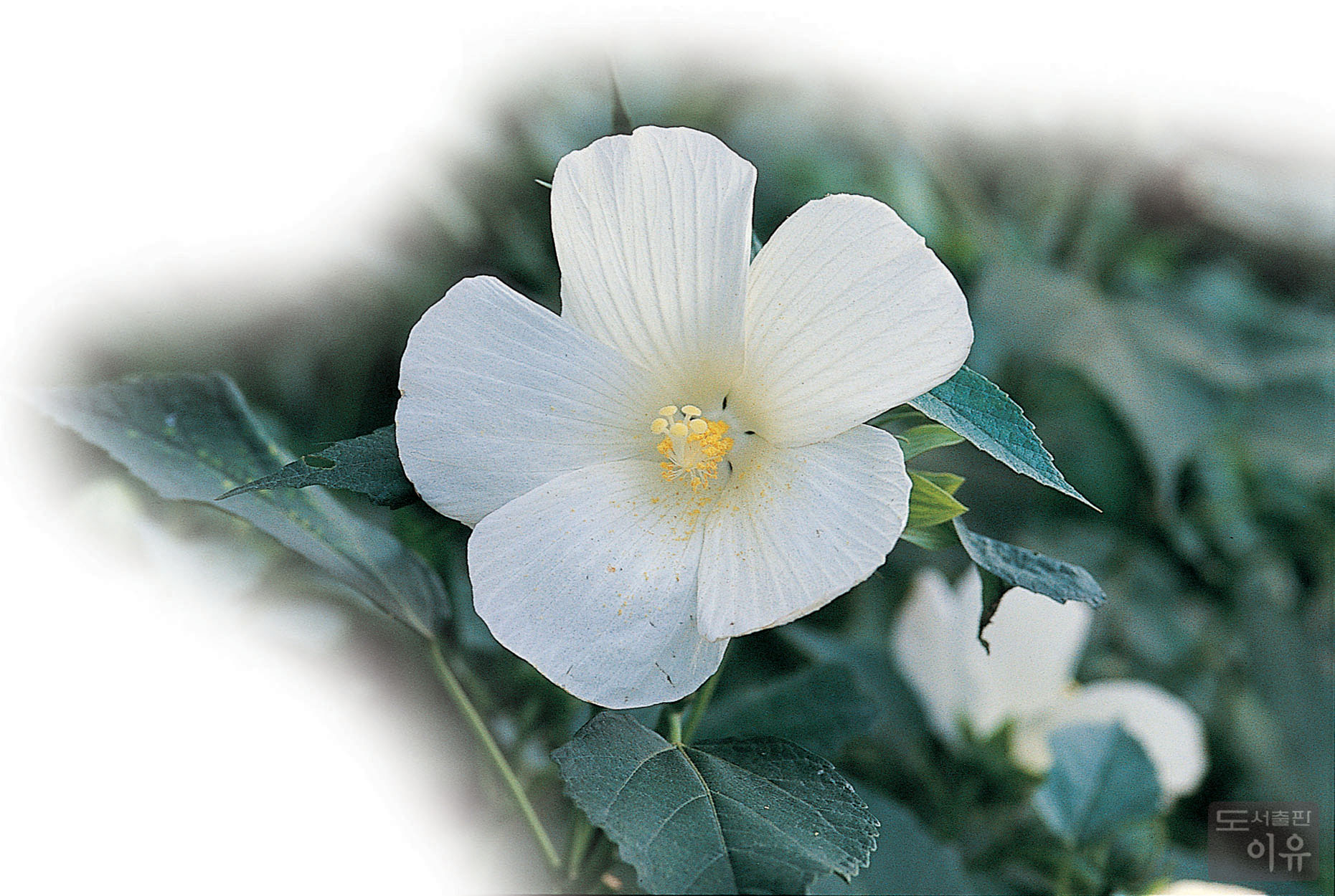 Hibiscus mutabilis L. 3 큰이미지