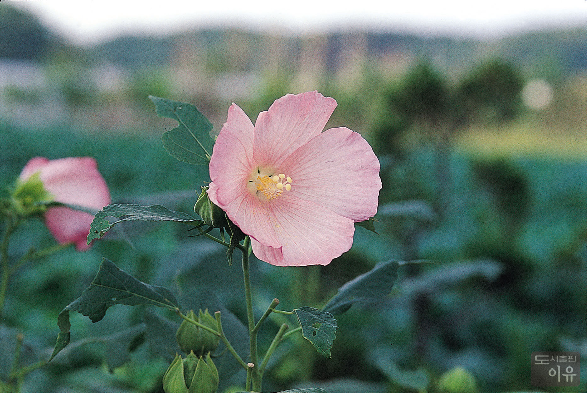 Hibiscus mutabilis L. 4 큰이미지
