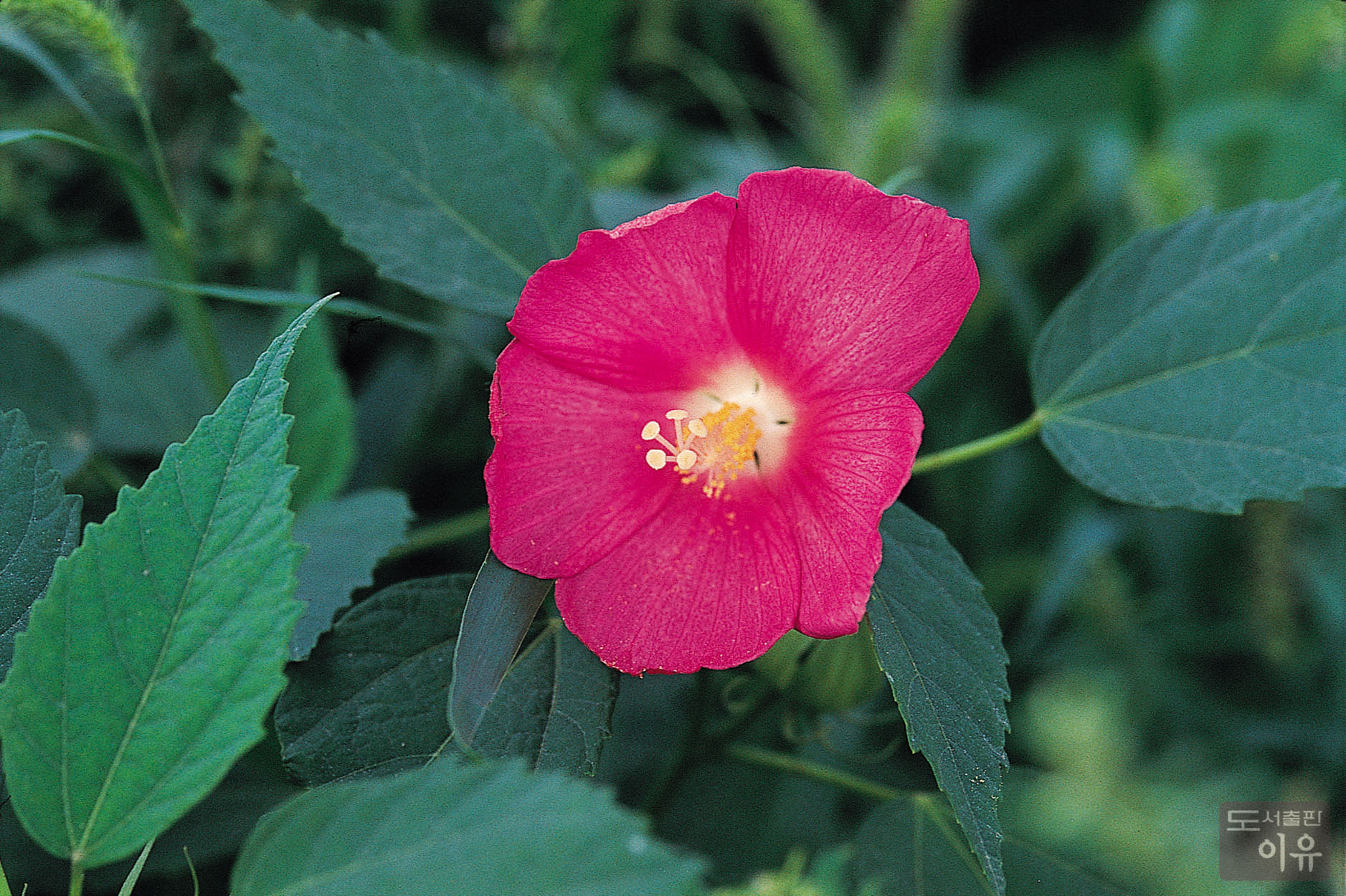 Hibiscus mutabilis L. 5 큰이미지