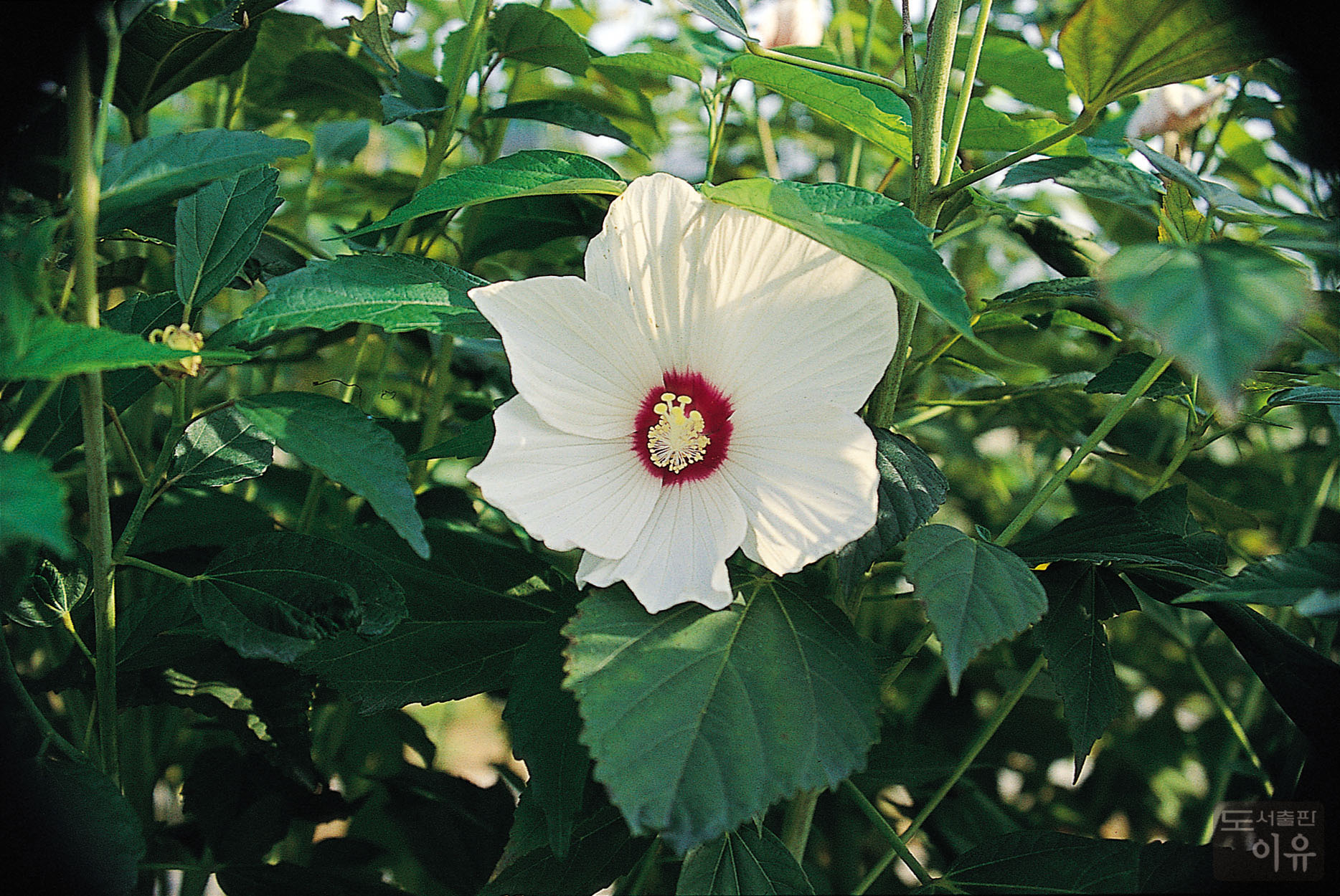 Hibiscus mutabilis L. 6 큰이미지