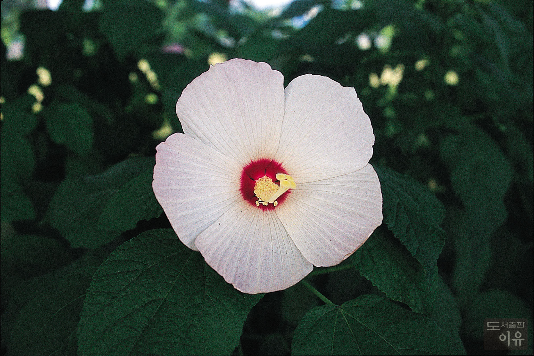 Hibiscus mutabilis L. 7 큰이미지