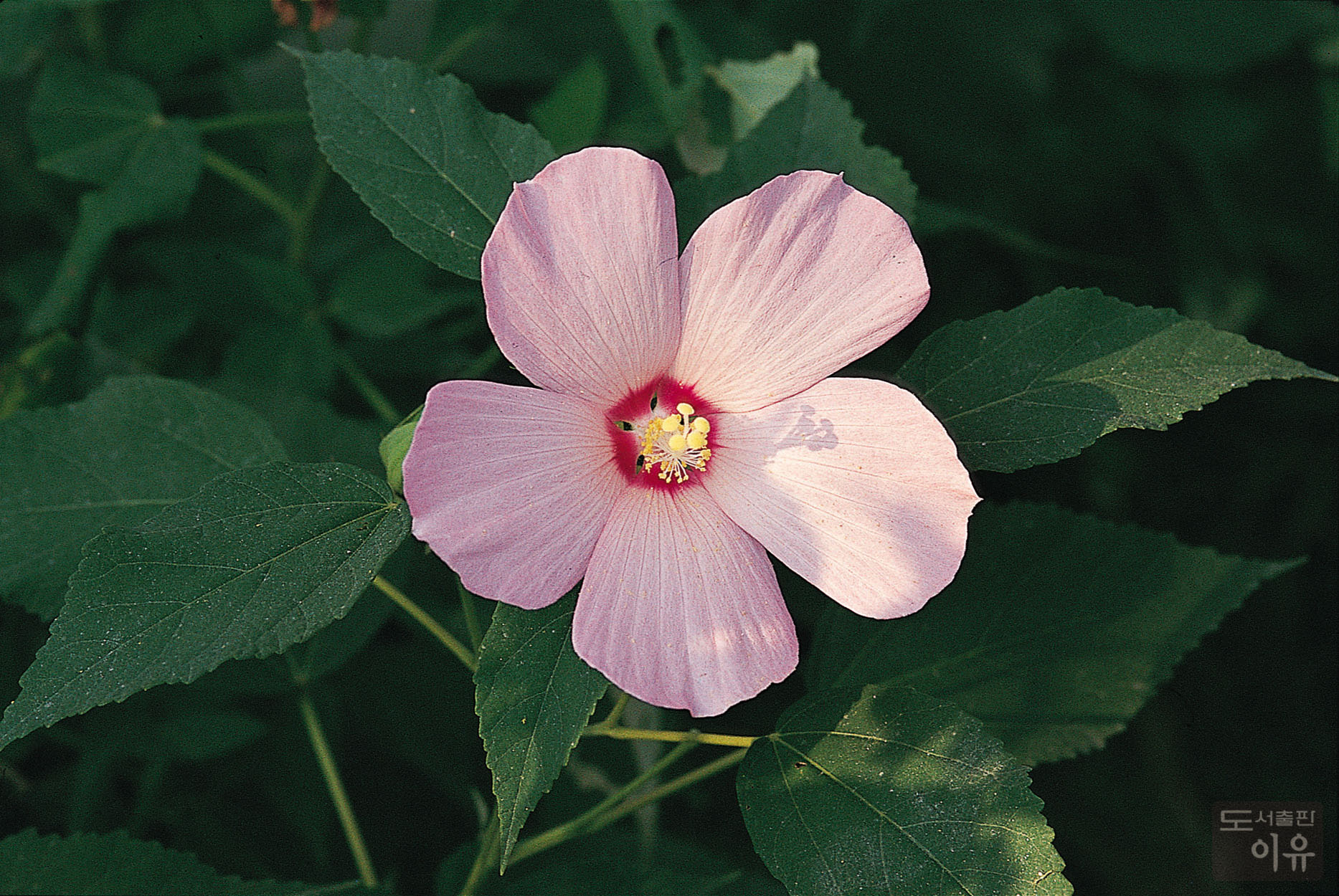 Hibiscus mutabilis L. 8 큰이미지