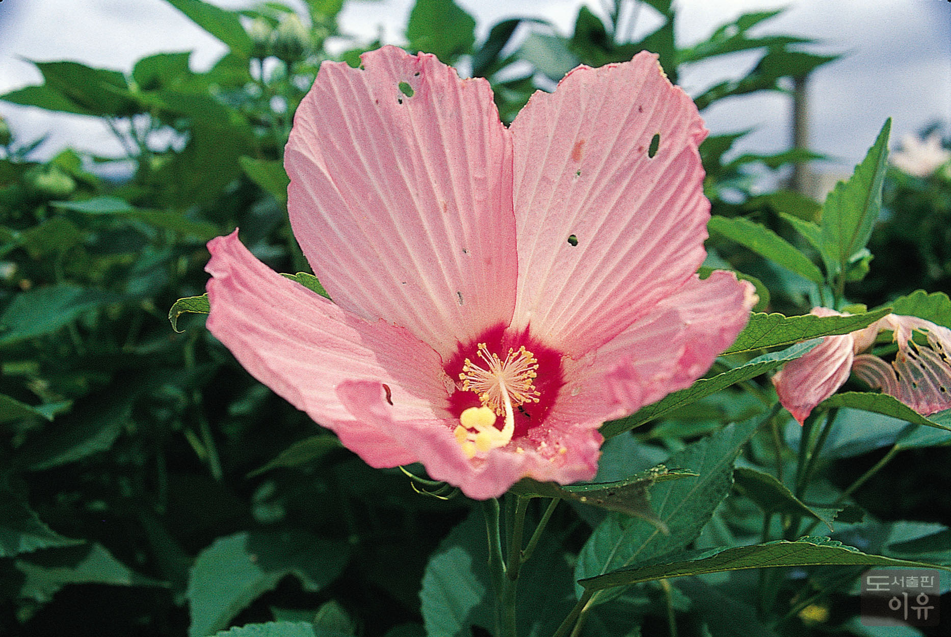 Hibiscus mutabilis L. 9 큰이미지