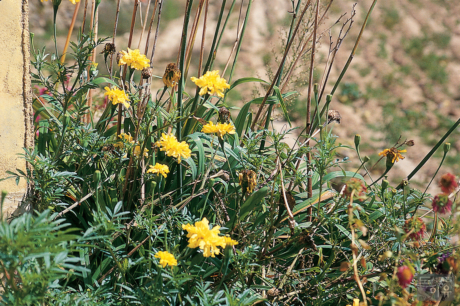 Tagetes erecta L. 1 큰이미지