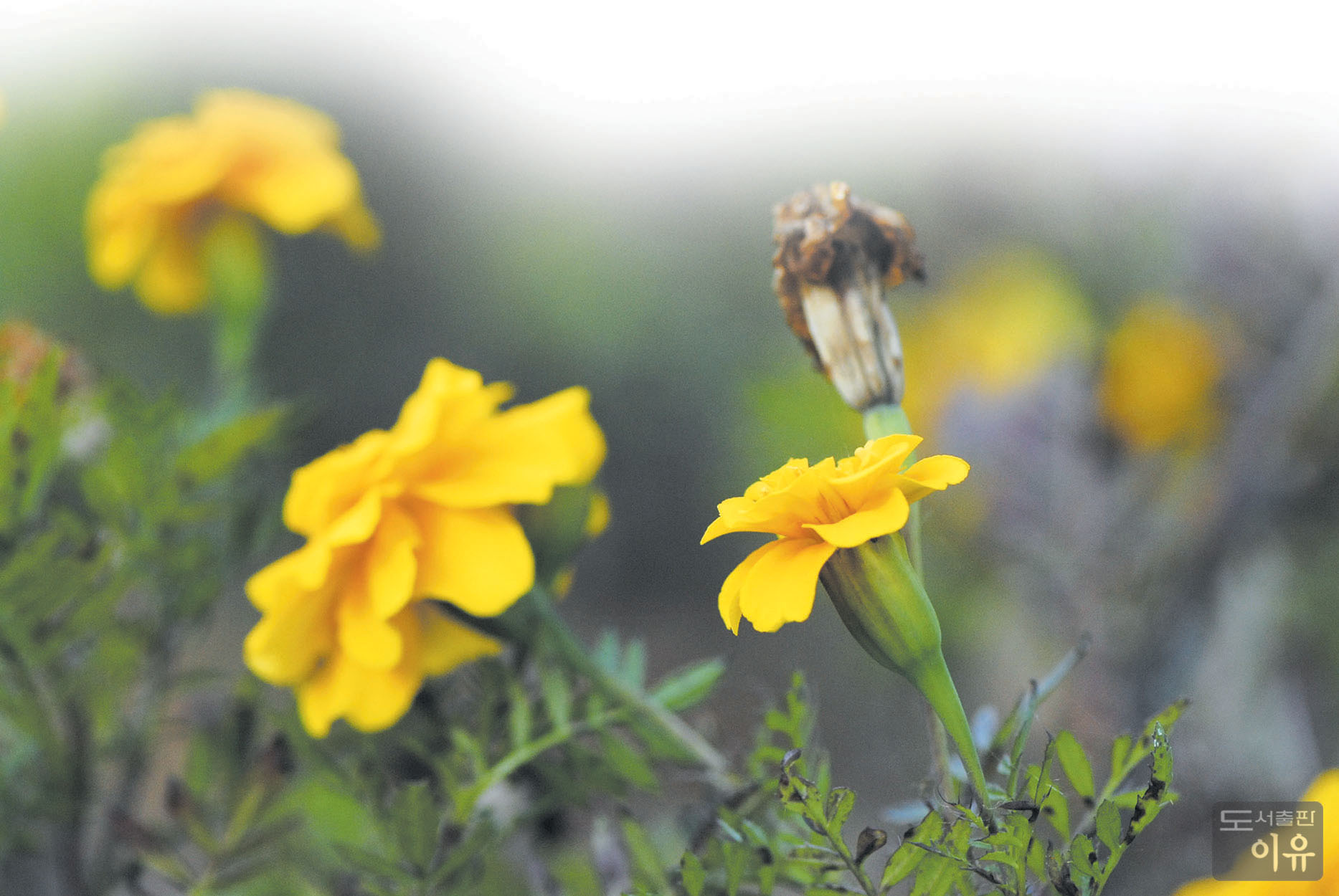 Tagetes erecta L. 2 큰이미지