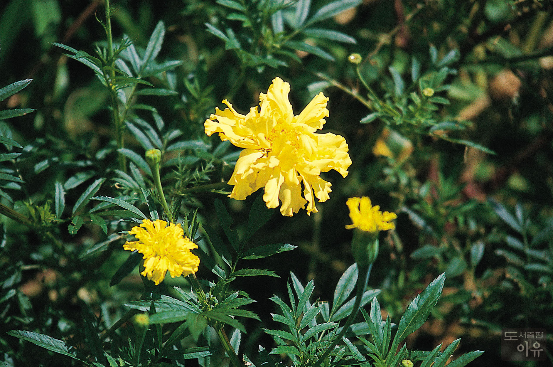 Tagetes erecta L. 3 큰이미지