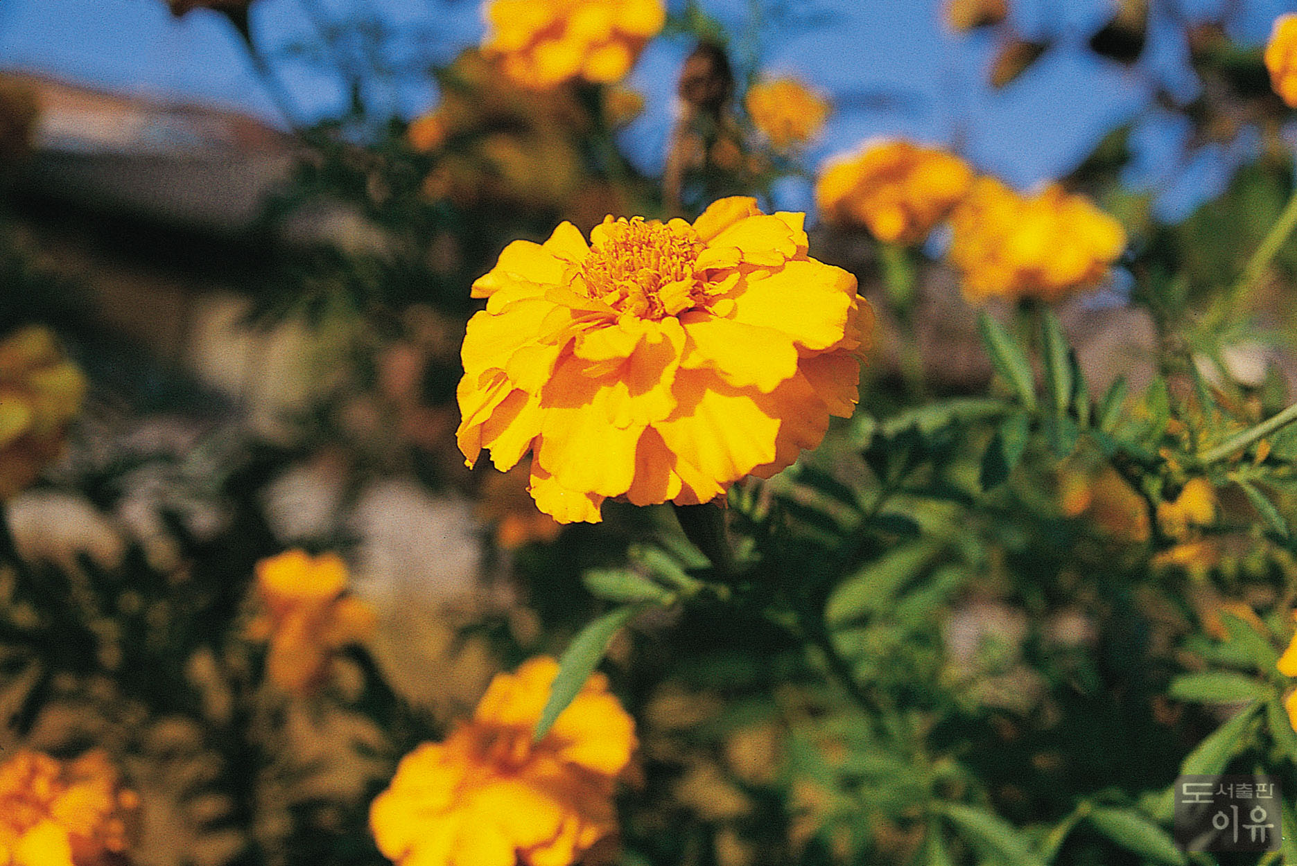 Tagetes erecta L. 4 큰이미지