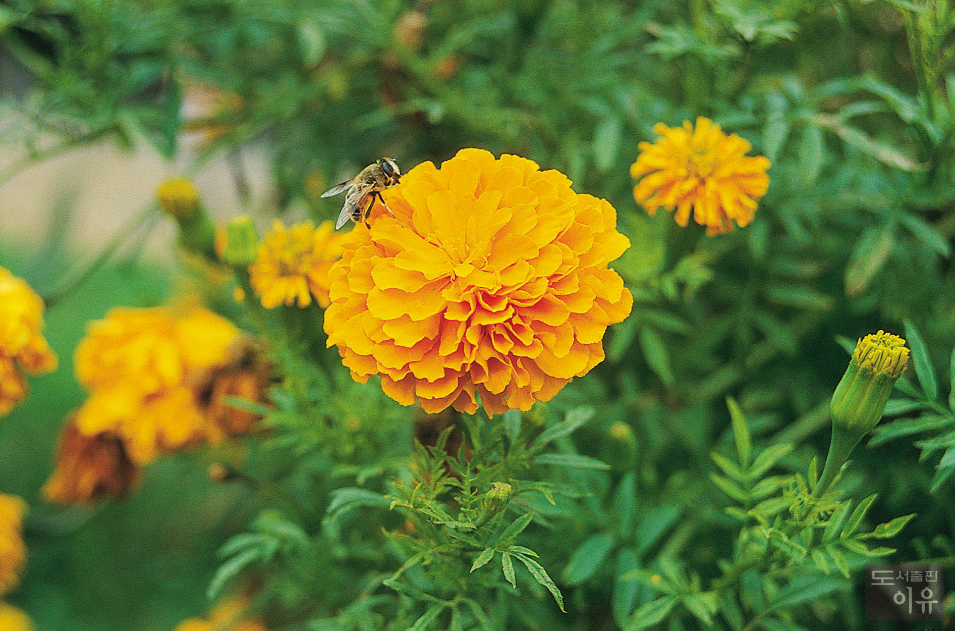 Tagetes erecta L. 5 큰이미지
