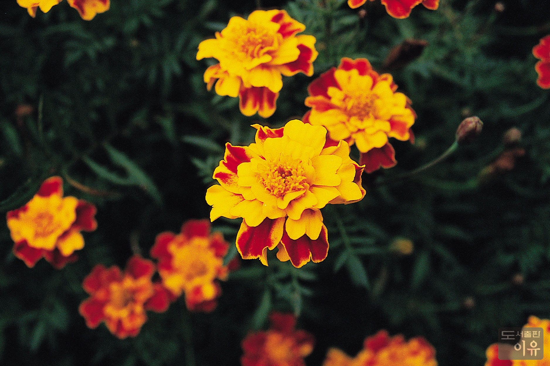 Tagetes erecta L. 6 큰이미지