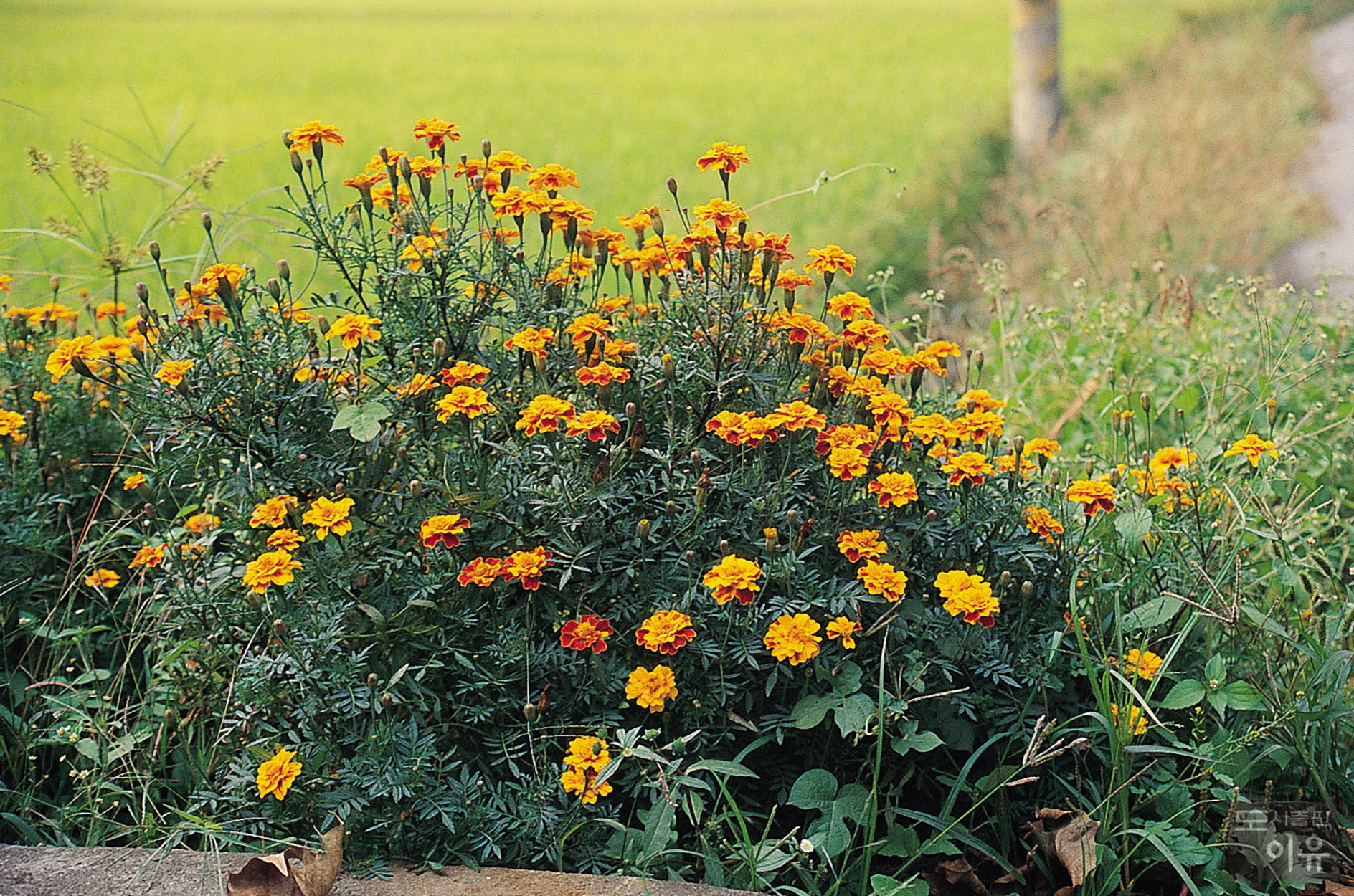 Tagetes erecta L. 7 큰이미지