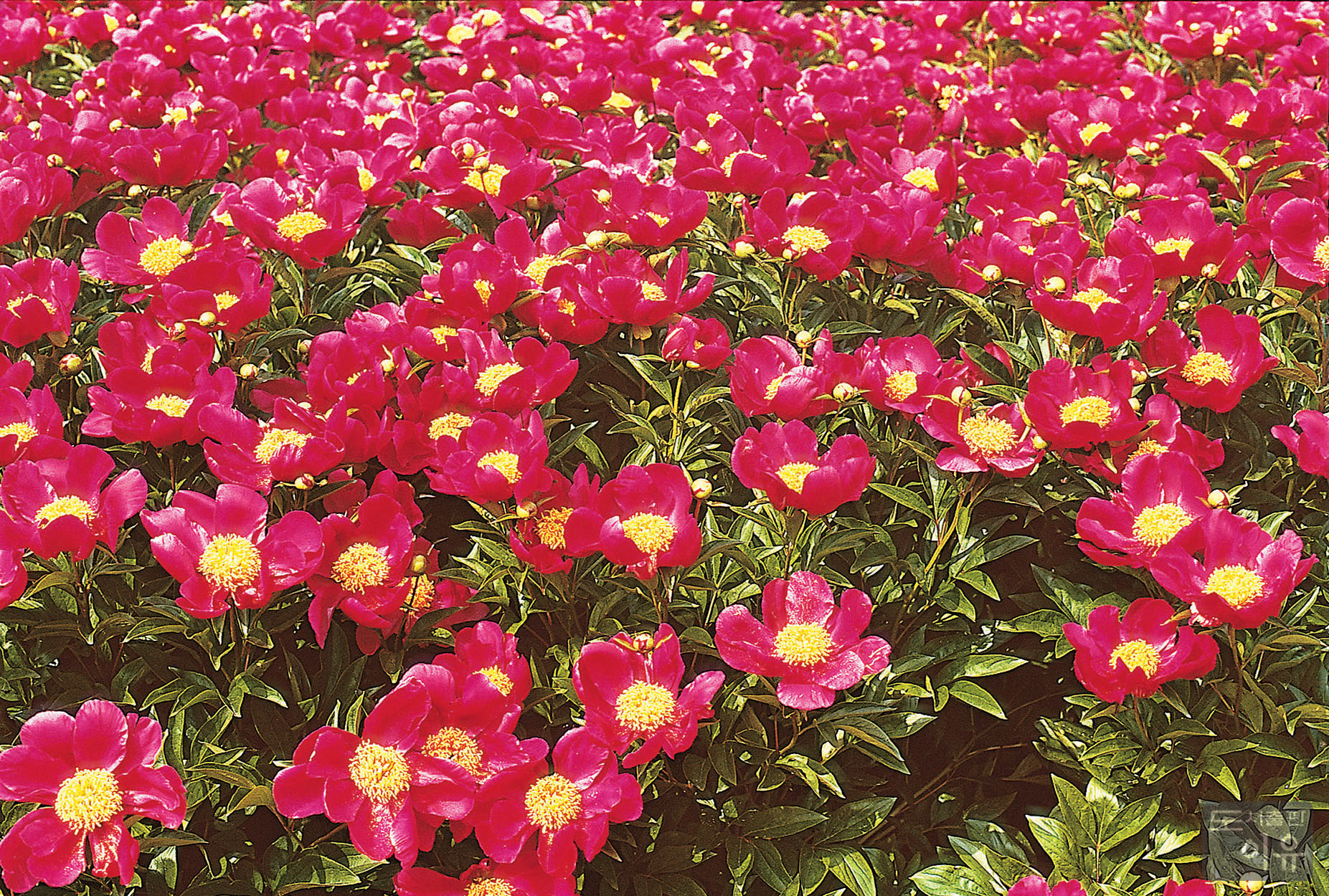 Paeonia lactiflora PALL. 1 큰이미지