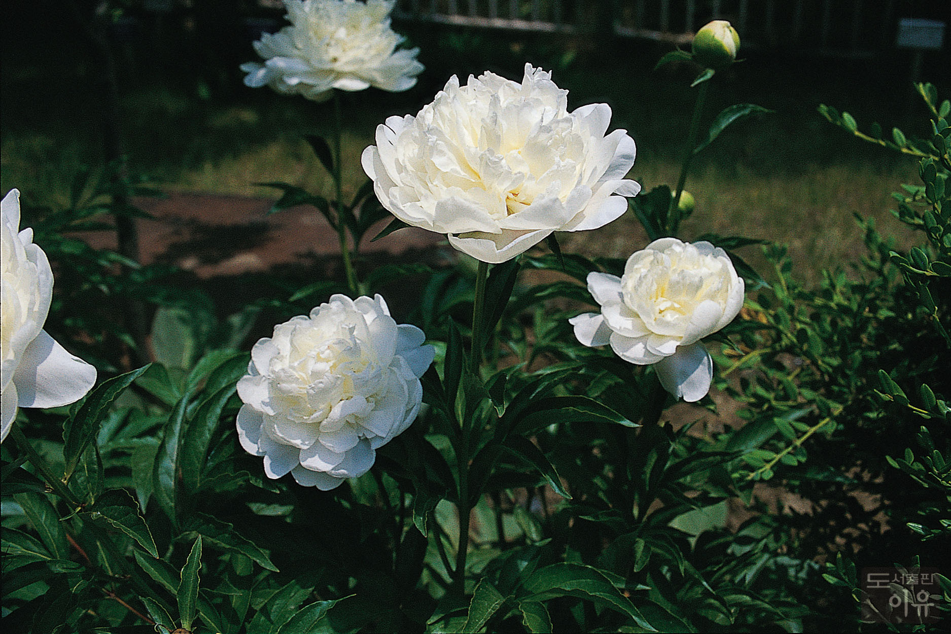 Paeonia lactiflora PALL. 10 큰이미지