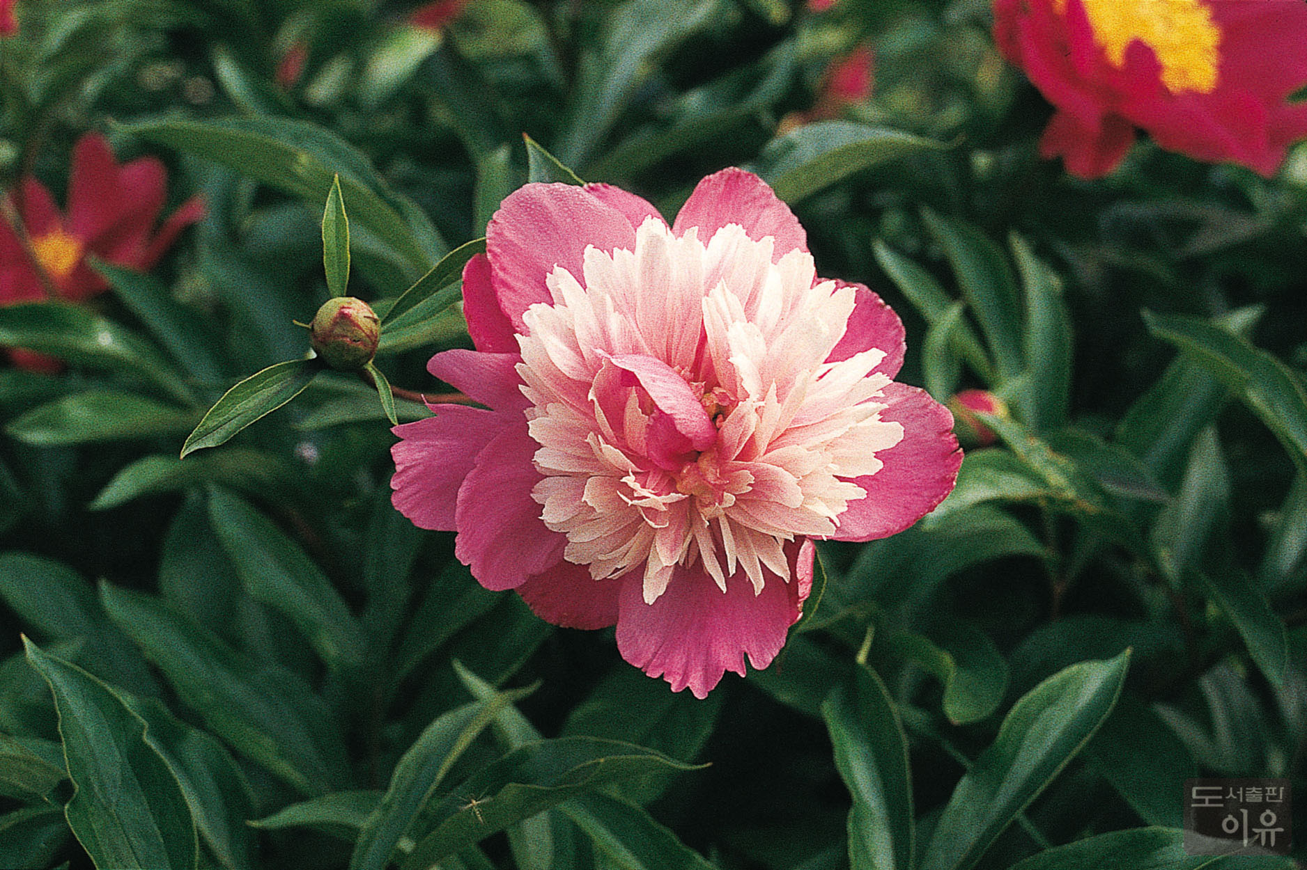 Paeonia lactiflora PALL. 11 큰이미지