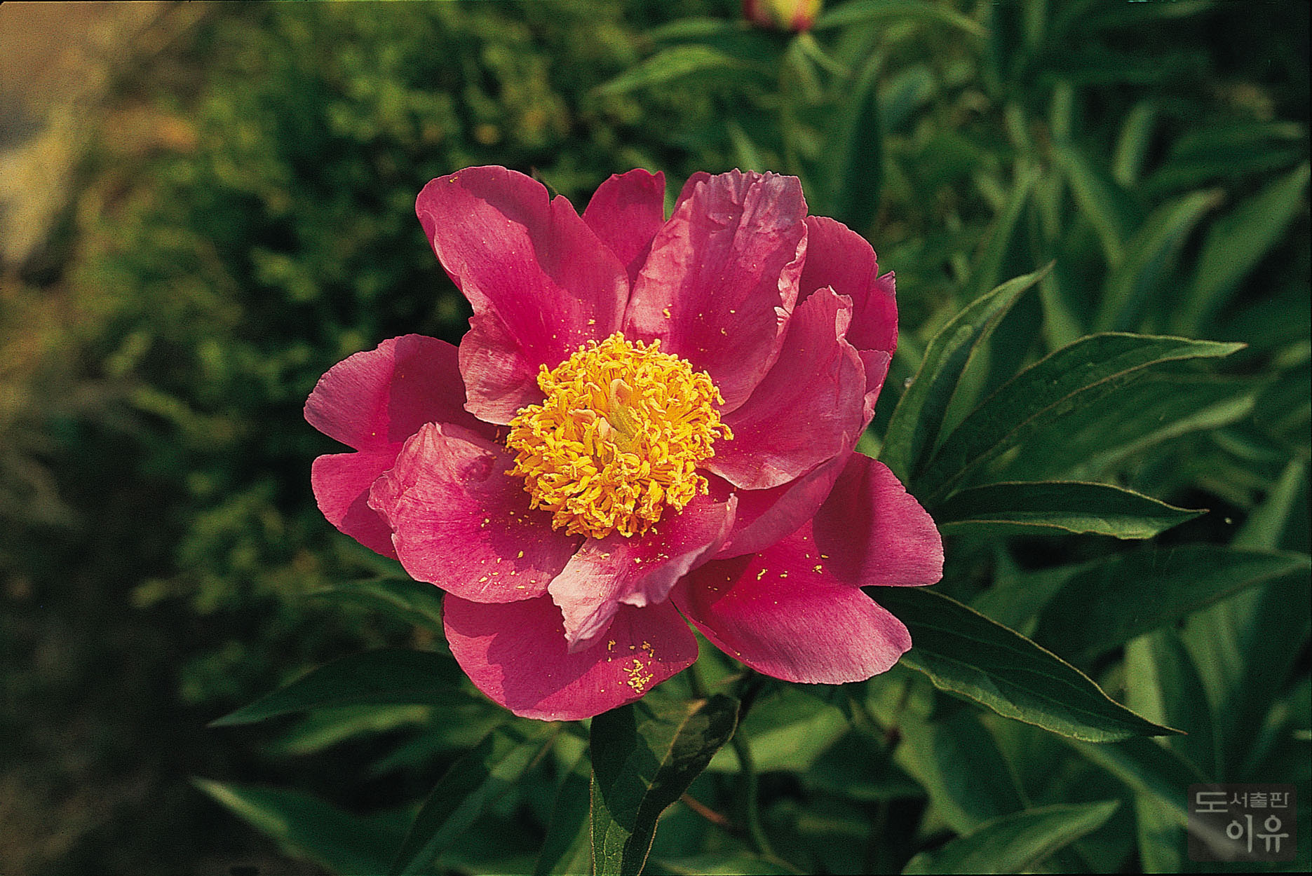 Paeonia lactiflora PALL. 12 큰이미지