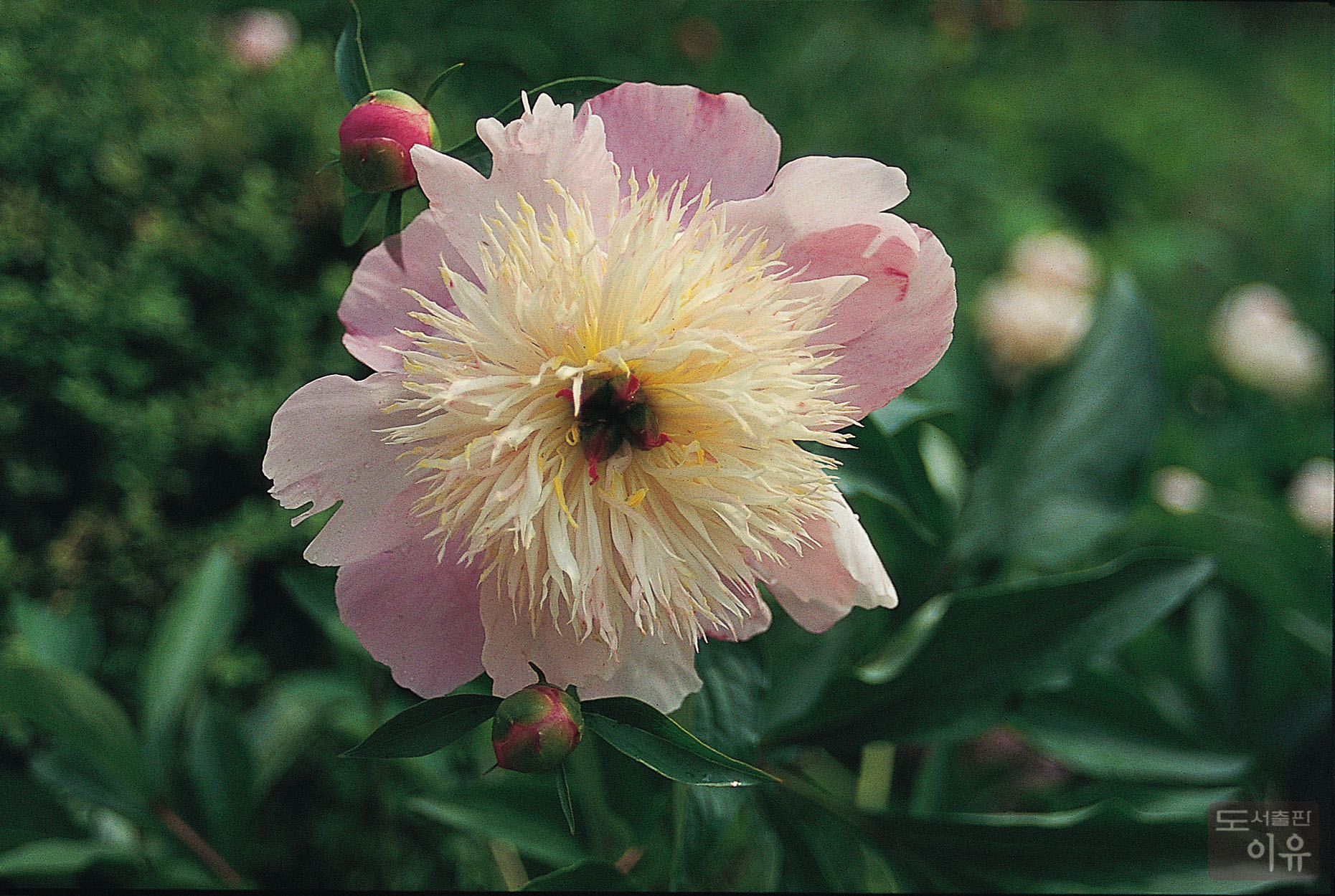 Paeonia lactiflora PALL. 13 큰이미지