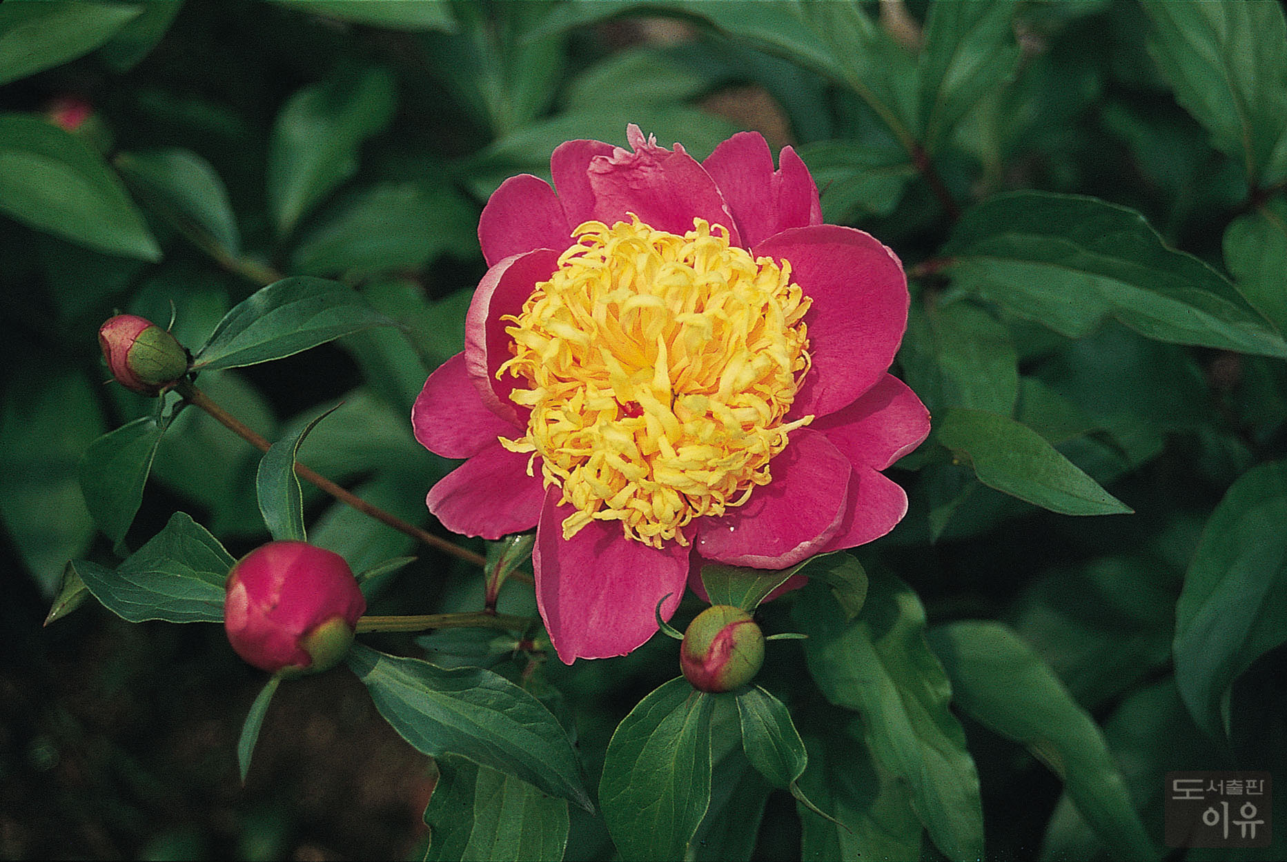 Paeonia lactiflora PALL. 14 큰이미지