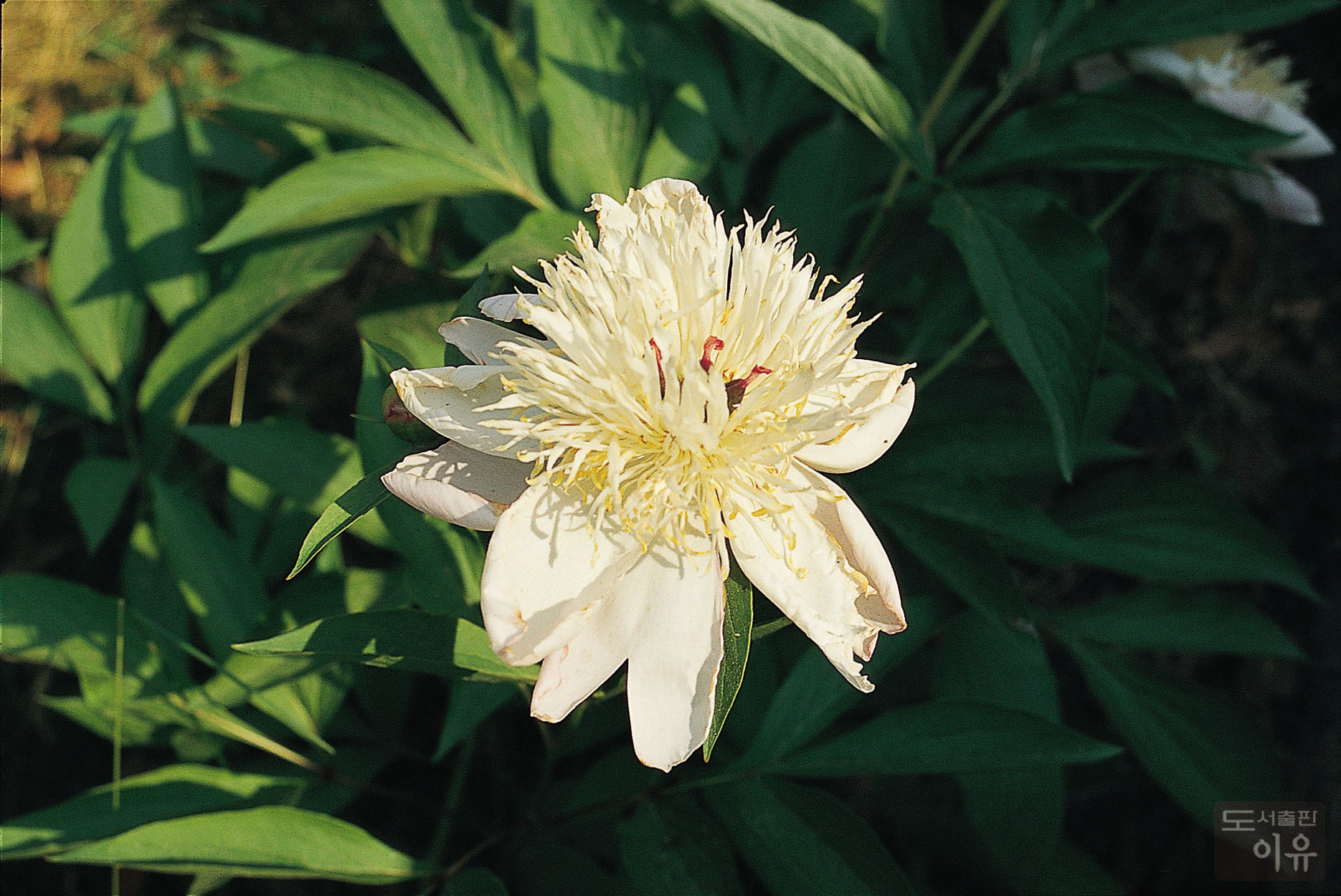 Paeonia lactiflora PALL. 15 큰이미지