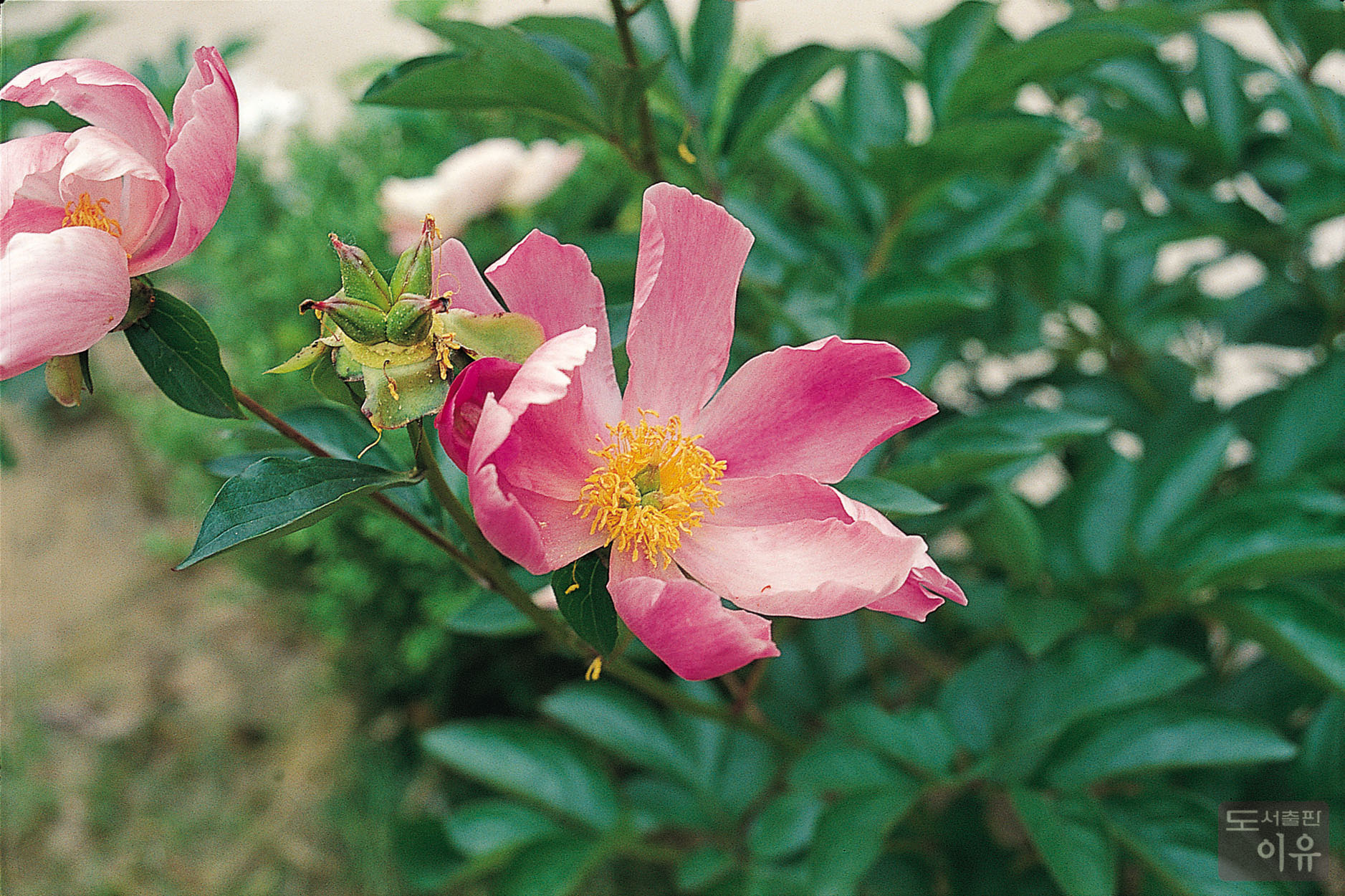 Paeonia lactiflora PALL. 16 큰이미지
