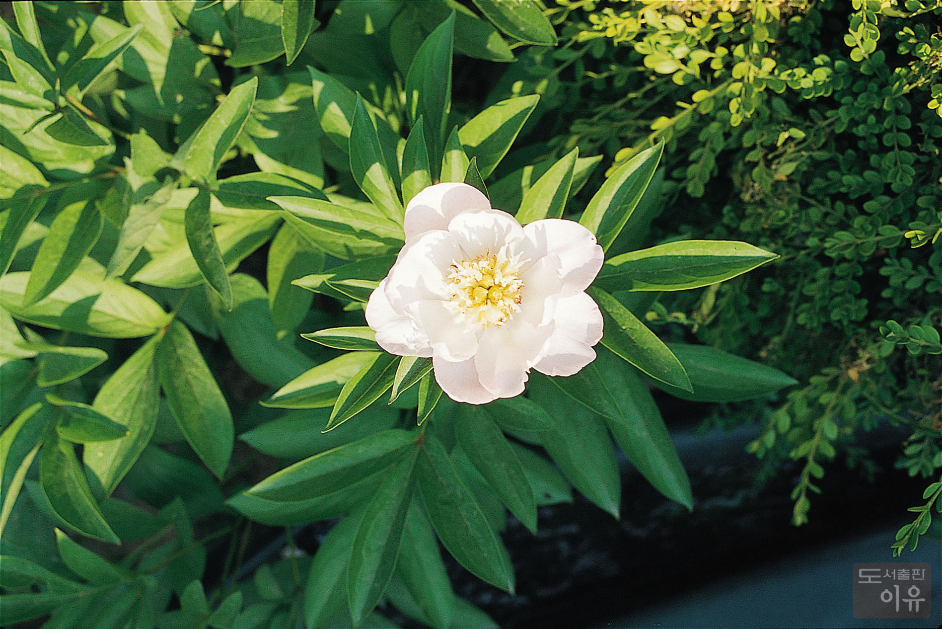 Paeonia lactiflora PALL. 17 큰이미지