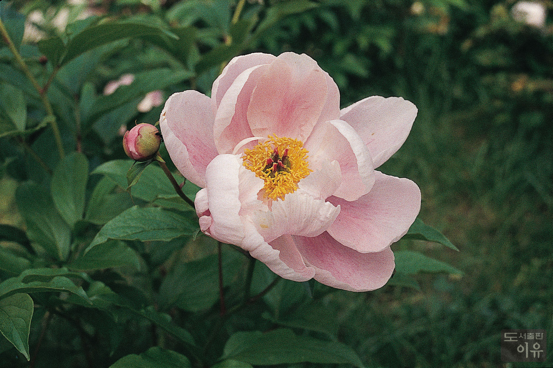 Paeonia lactiflora PALL. 18 큰이미지